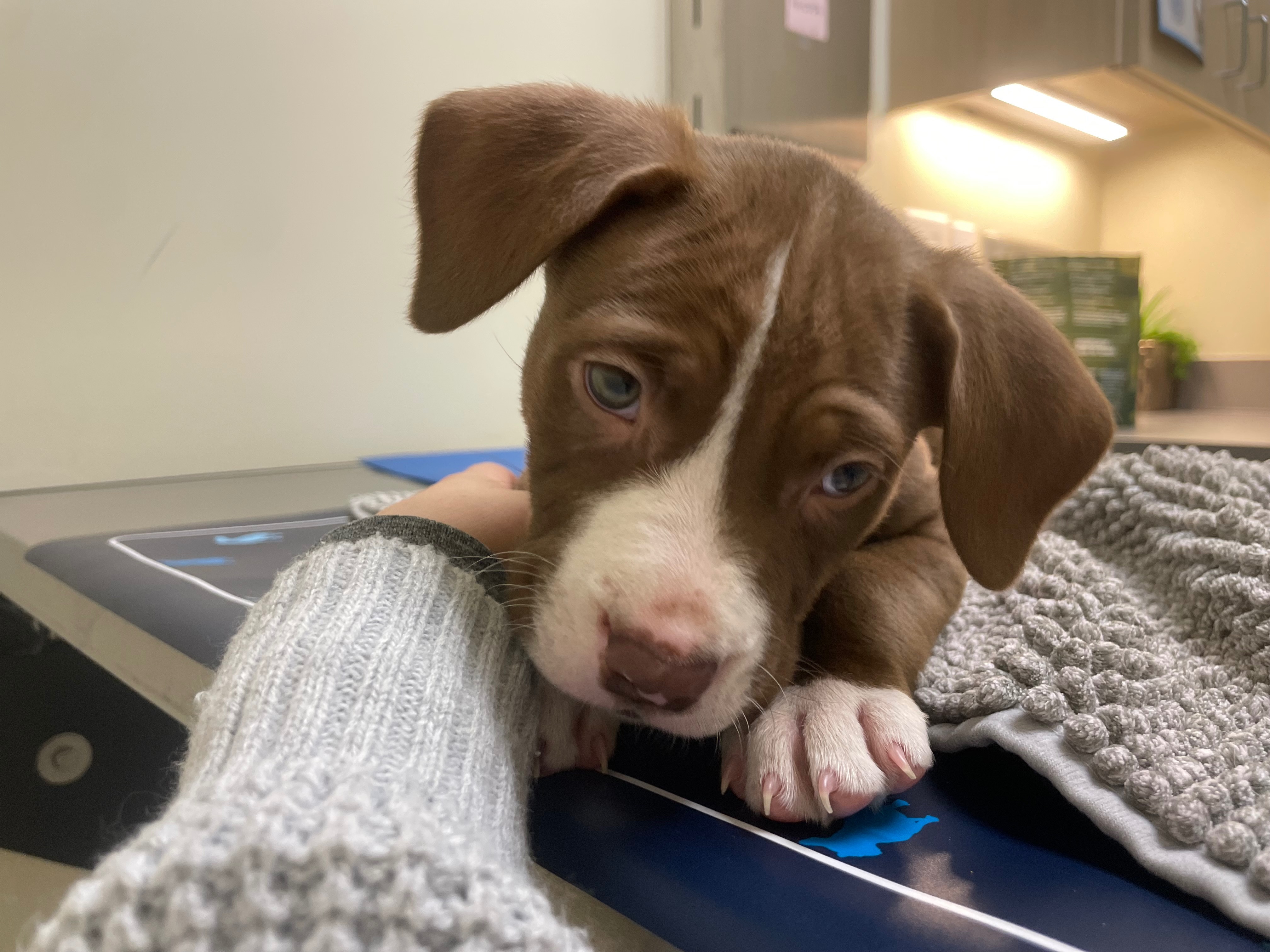 Support Homeless Puppy’s Journey to Health campaign photo, 4 of 7