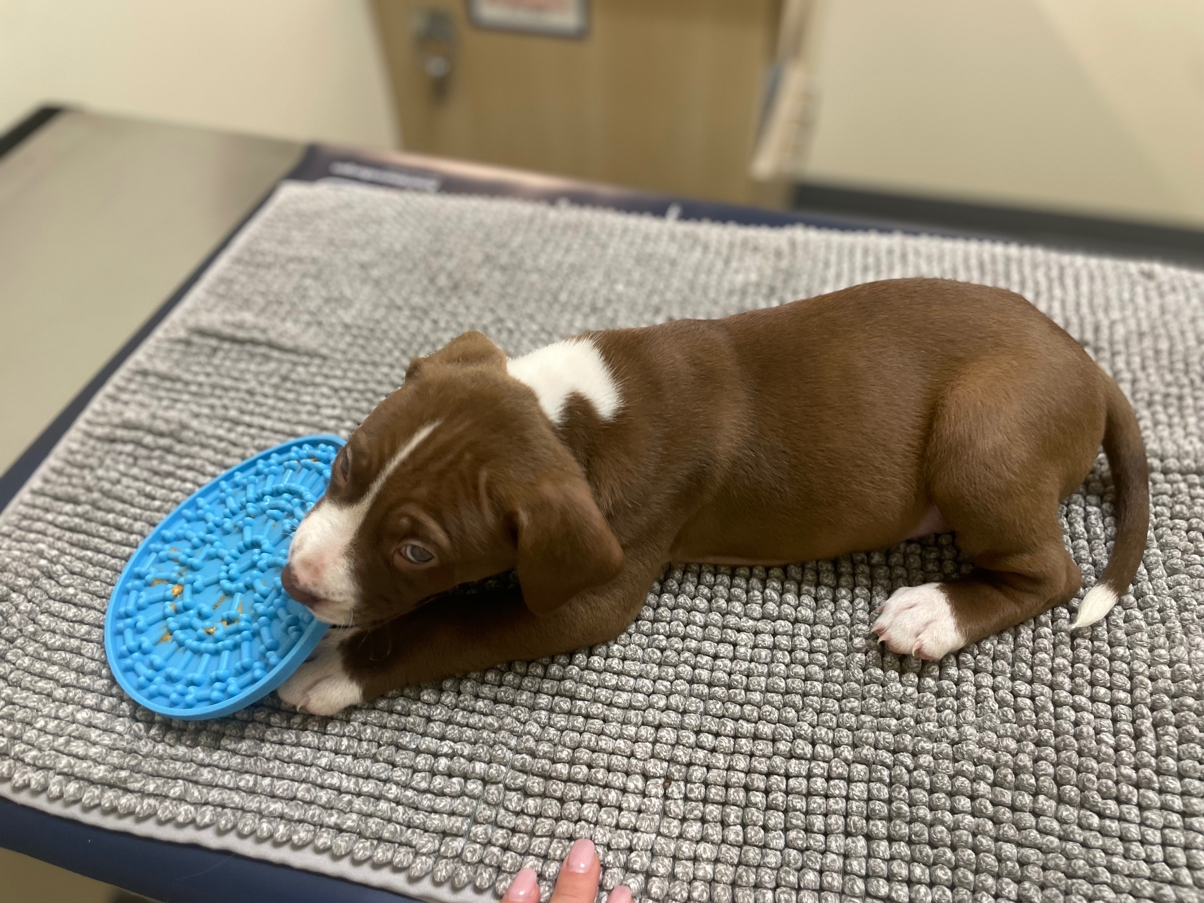 Support Homeless Puppy’s Journey to Health campaign photo, 5 of 7