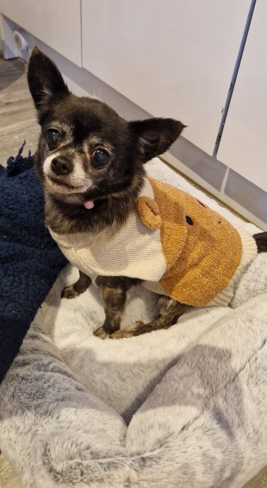 Please help cover Pixie’s vet bills campaign photo, 7 of 8