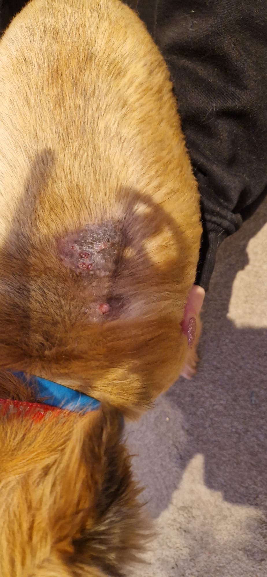 Please help cover Pixie’s vet bills campaign photo, 2 of 8