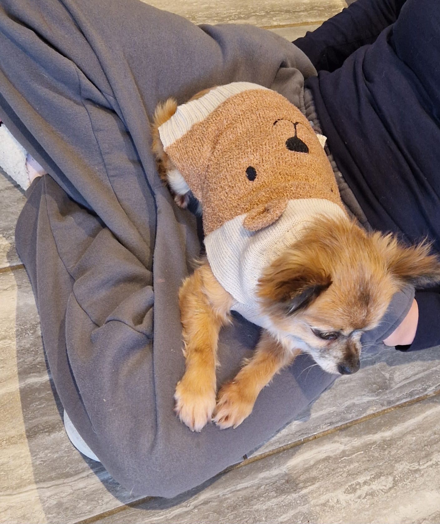 Please help cover Pixie’s vet bills campaign photo, 4 of 8
