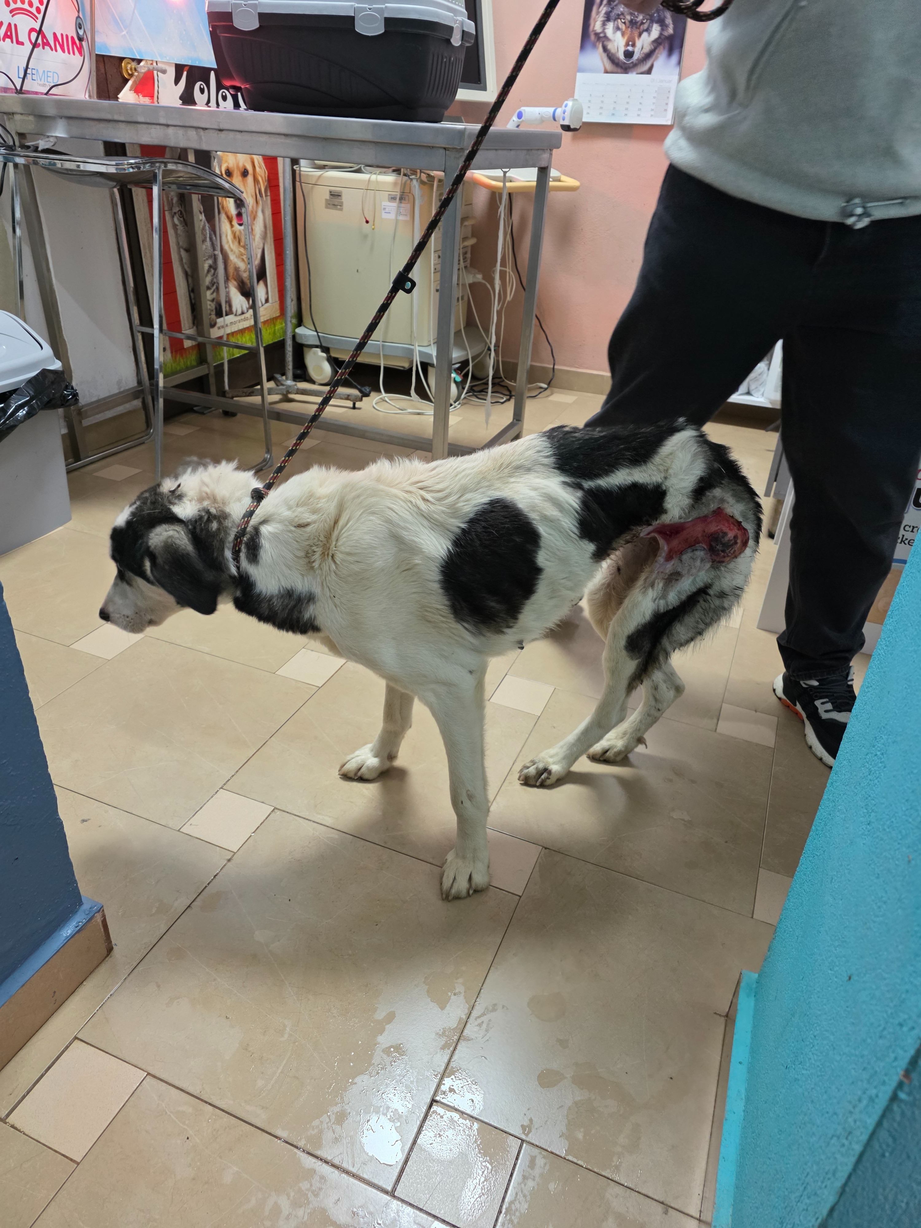 Roxy made it: Injured stray dog transformation in progress. campaign photo, 4 of 4
