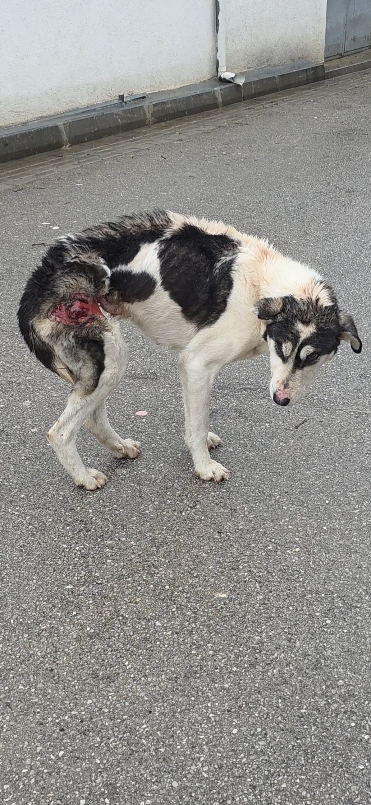 Roxy made it: Injured stray dog transformation in progress. campaign photo, 2 of 4