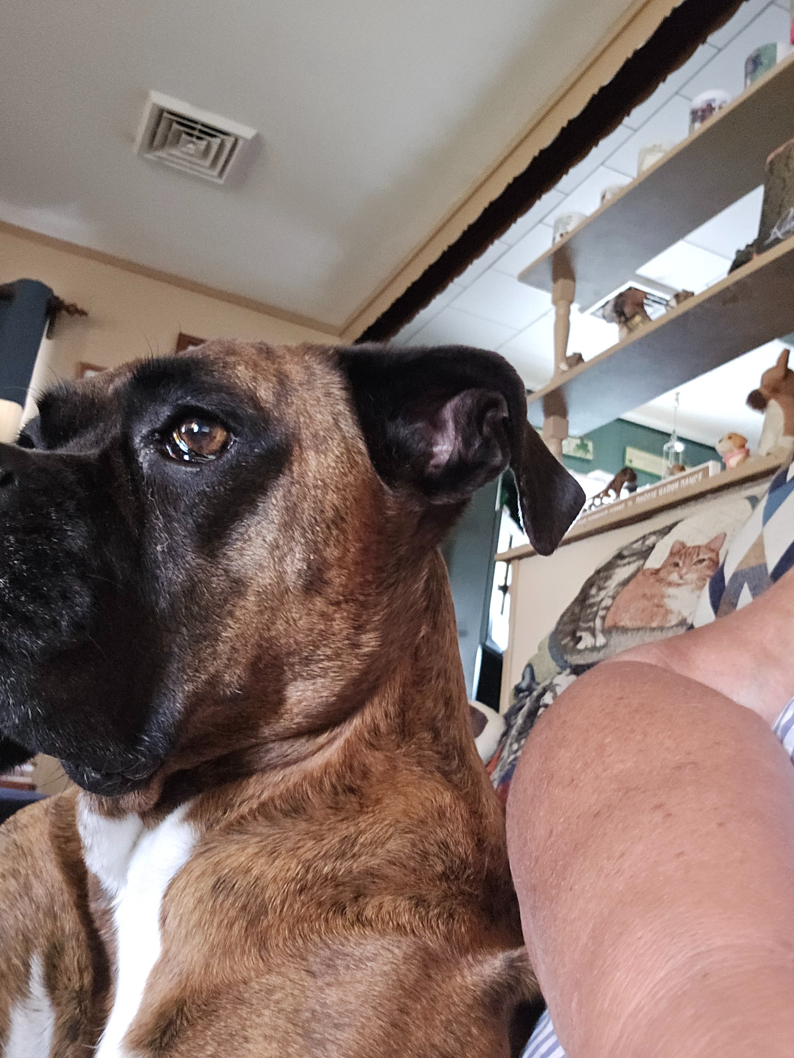 SHannon boxer girl 9yrs old,continue care campaign photo, 2 of 8