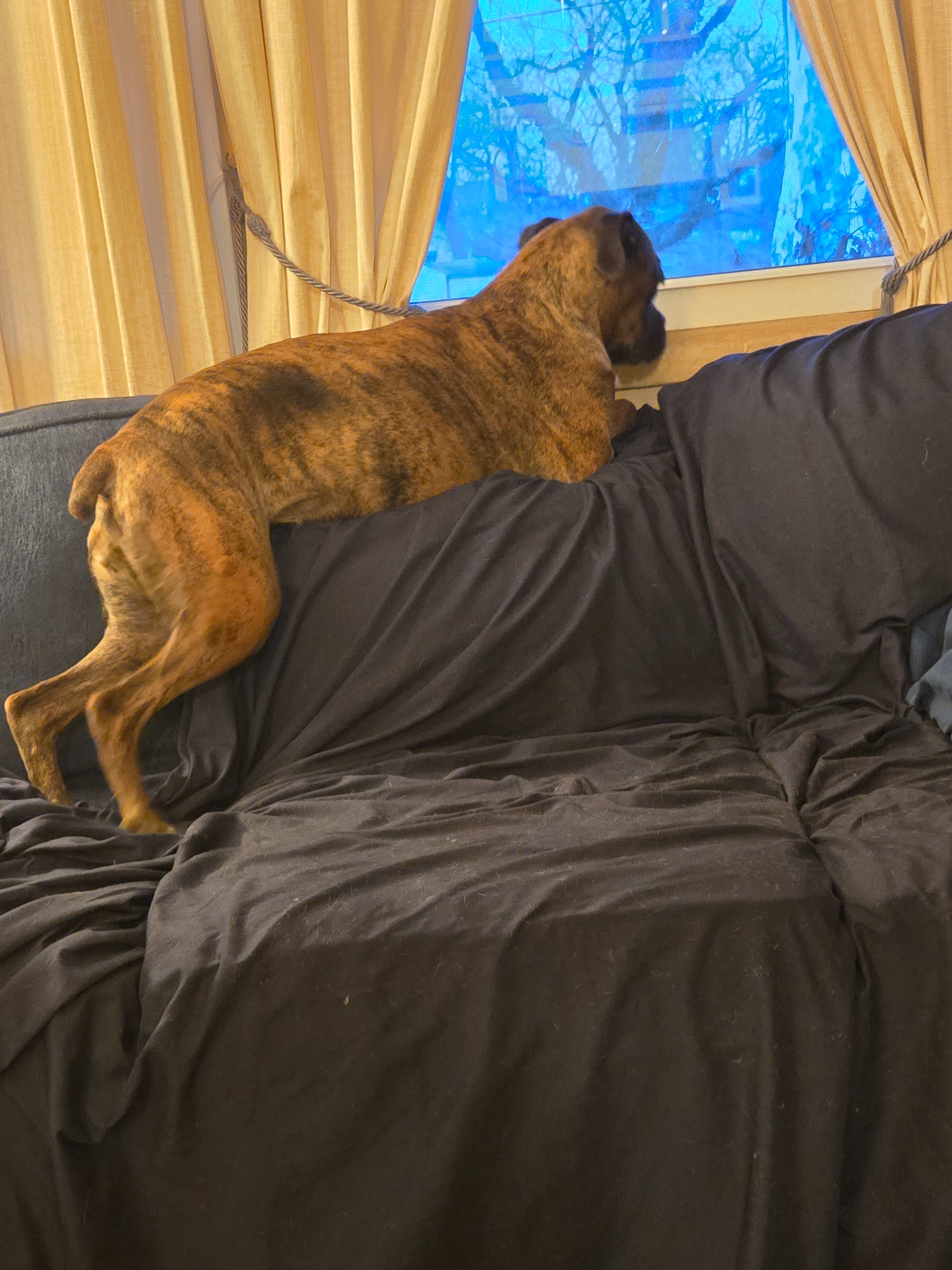 SHannon boxer girl 9yrs old,continue care campaign photo, 4 of 8