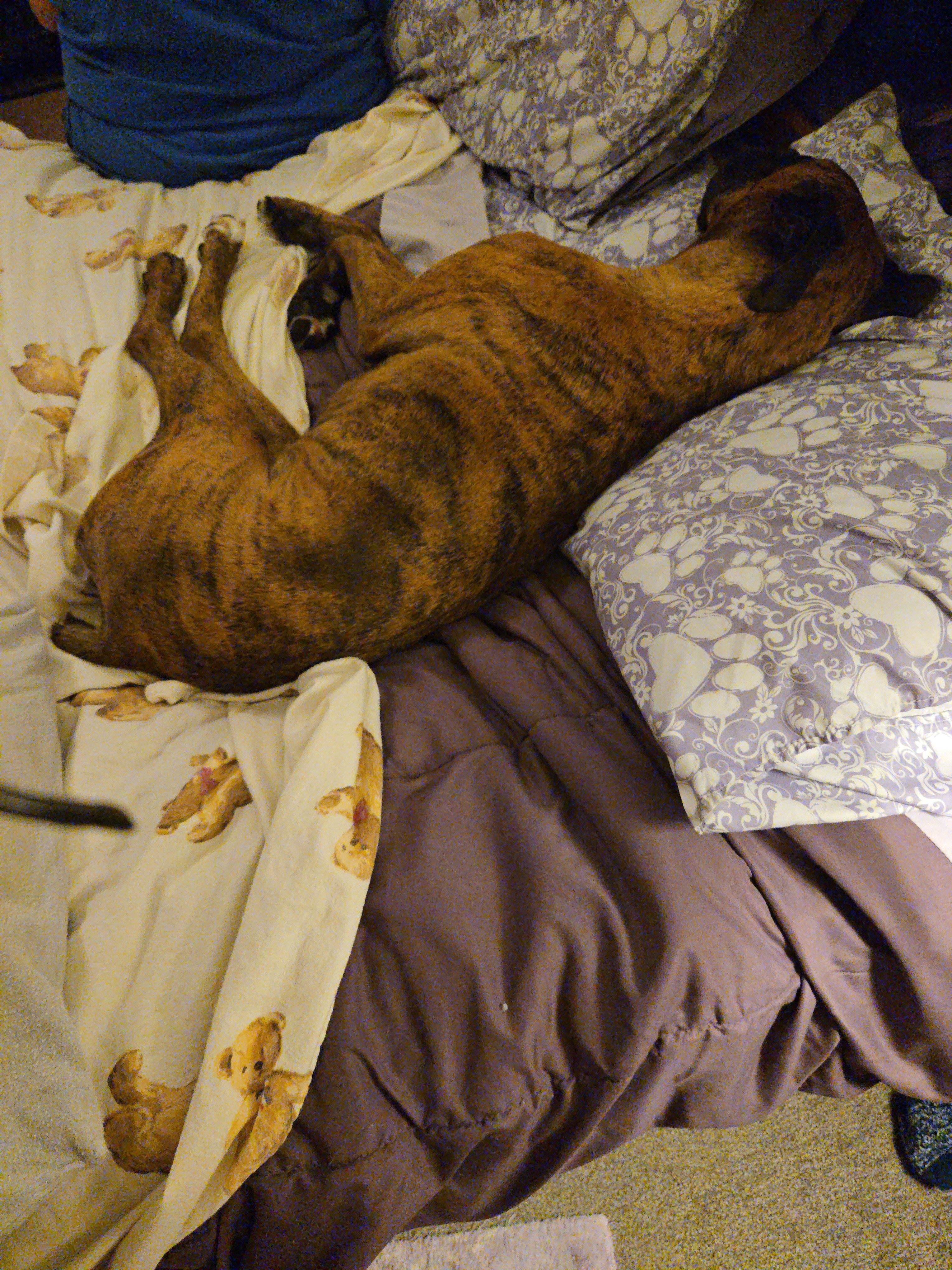 SHannon boxer girl 9yrs old,continue care campaign photo, 5 of 8