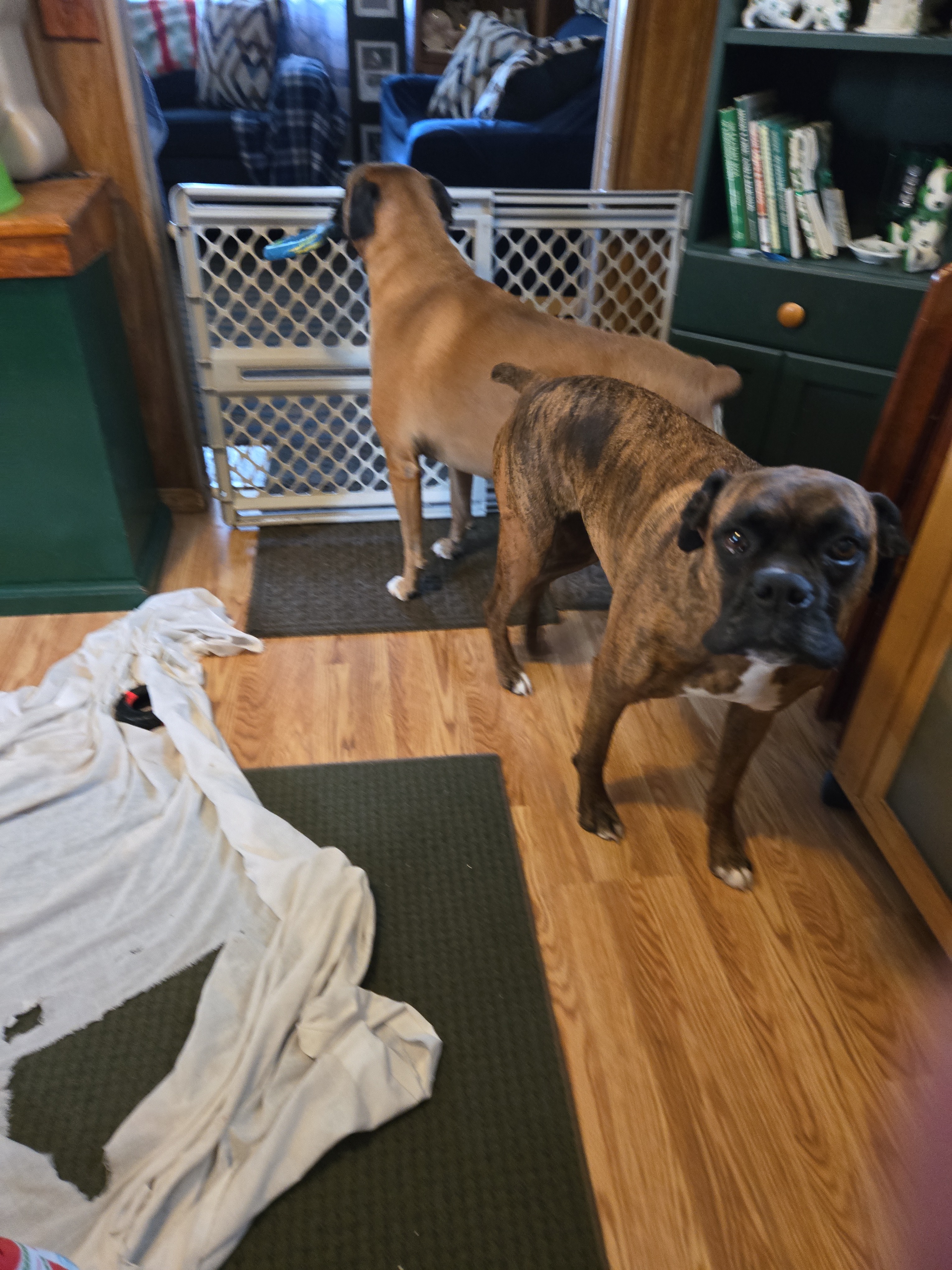 SHannon boxer girl 9yrs old,continue care campaign photo, 6 of 8