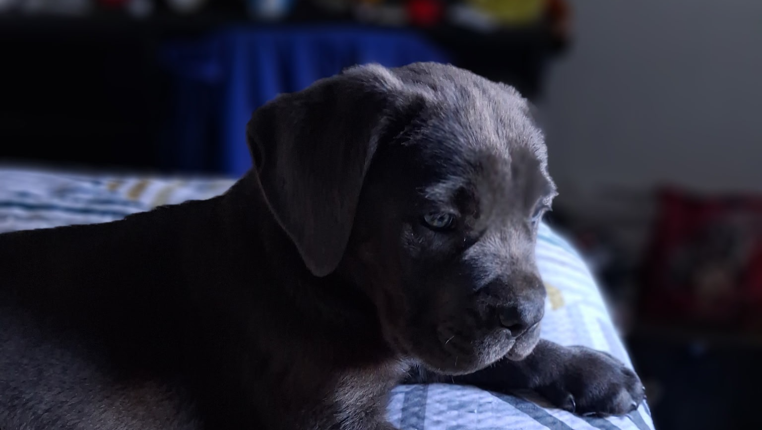 Help Jan find Lucy a temporary foster family while she loo photo