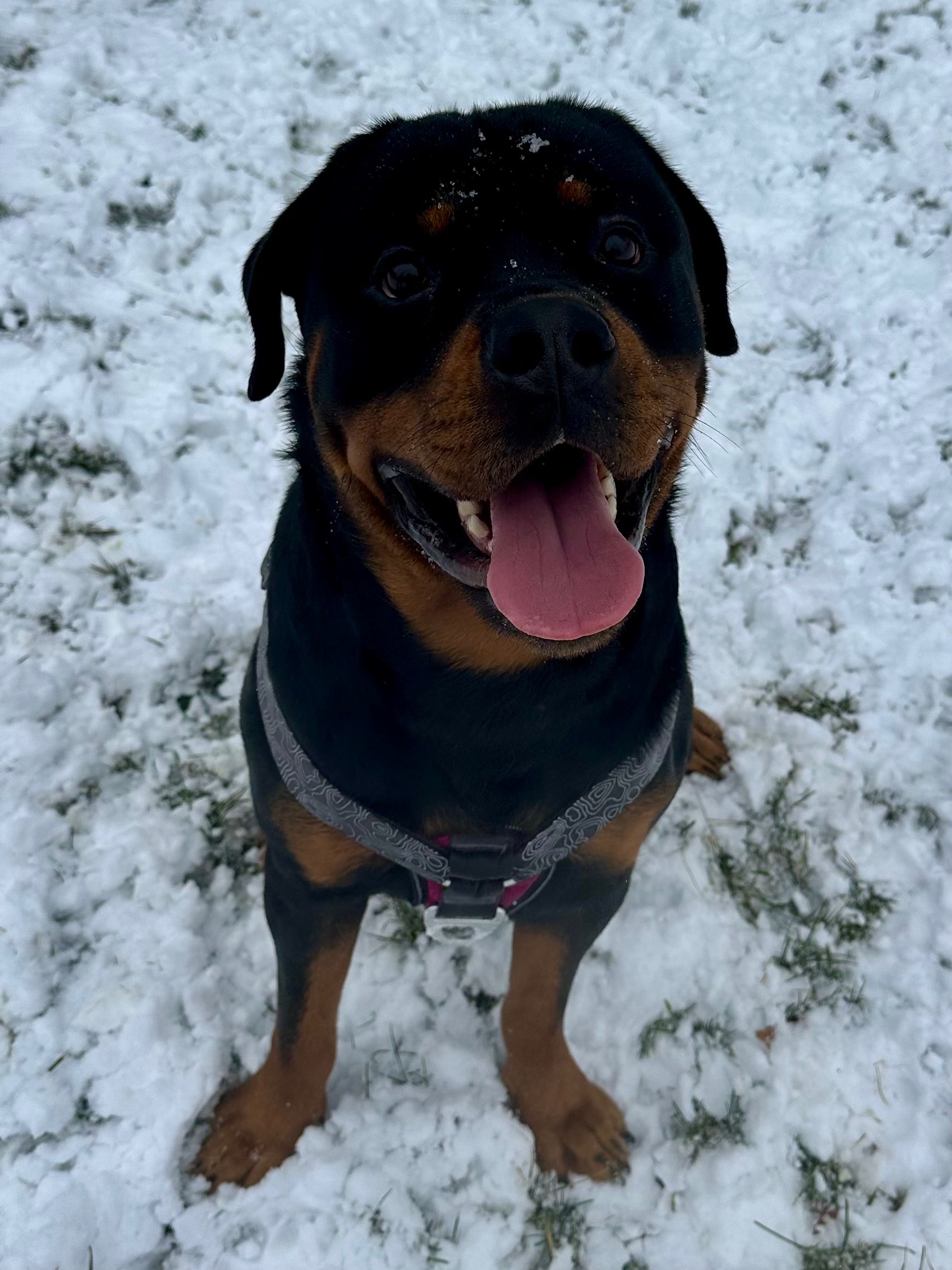 Support Osiris's Journey to a New Life campaign photo, 2 of 4