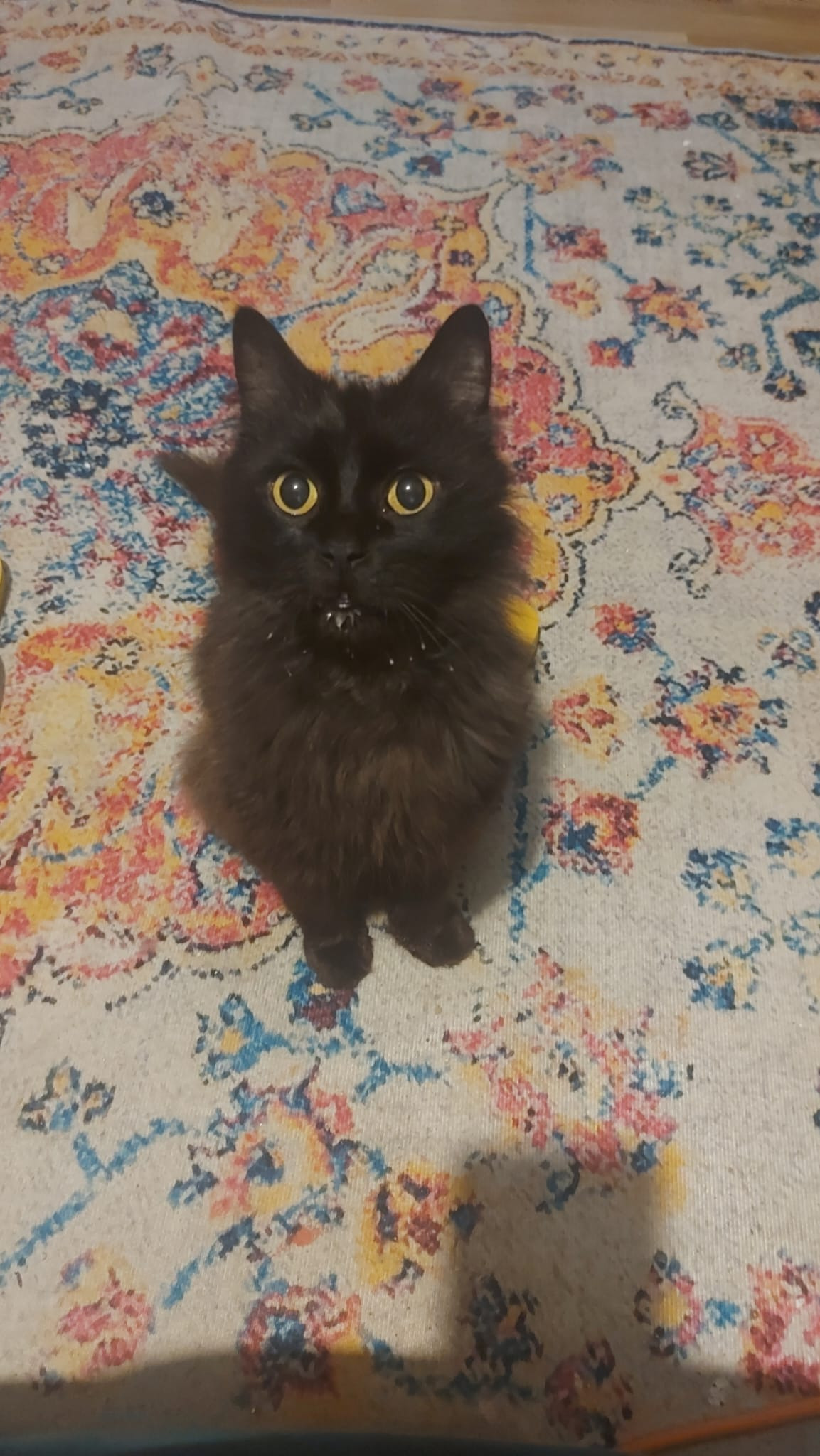Donate to help us with Mr Binks' medical expenses campaign photo, 2 of 8