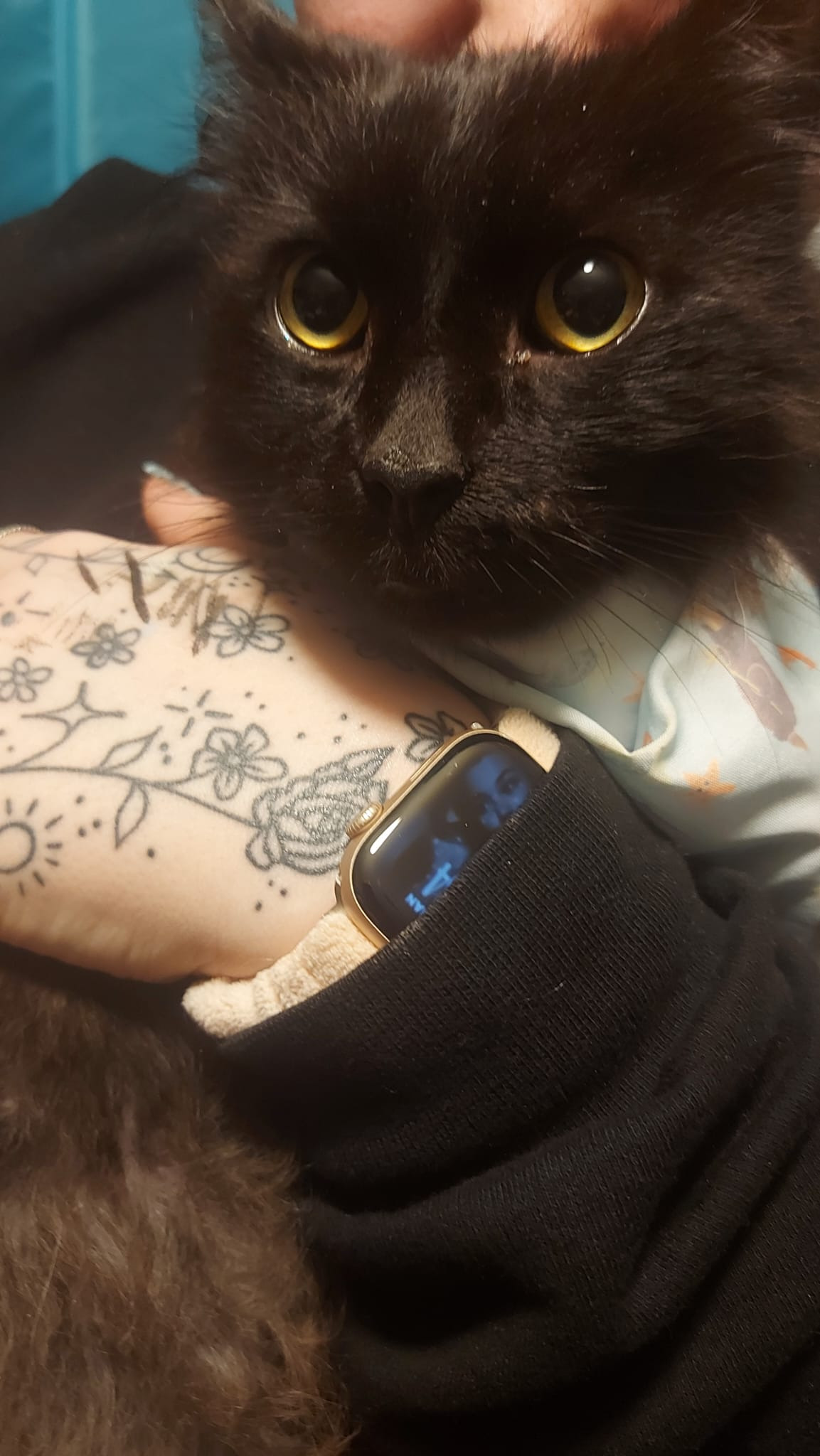 Donate to help us with Mr Binks' medical expenses campaign photo, 4 of 8