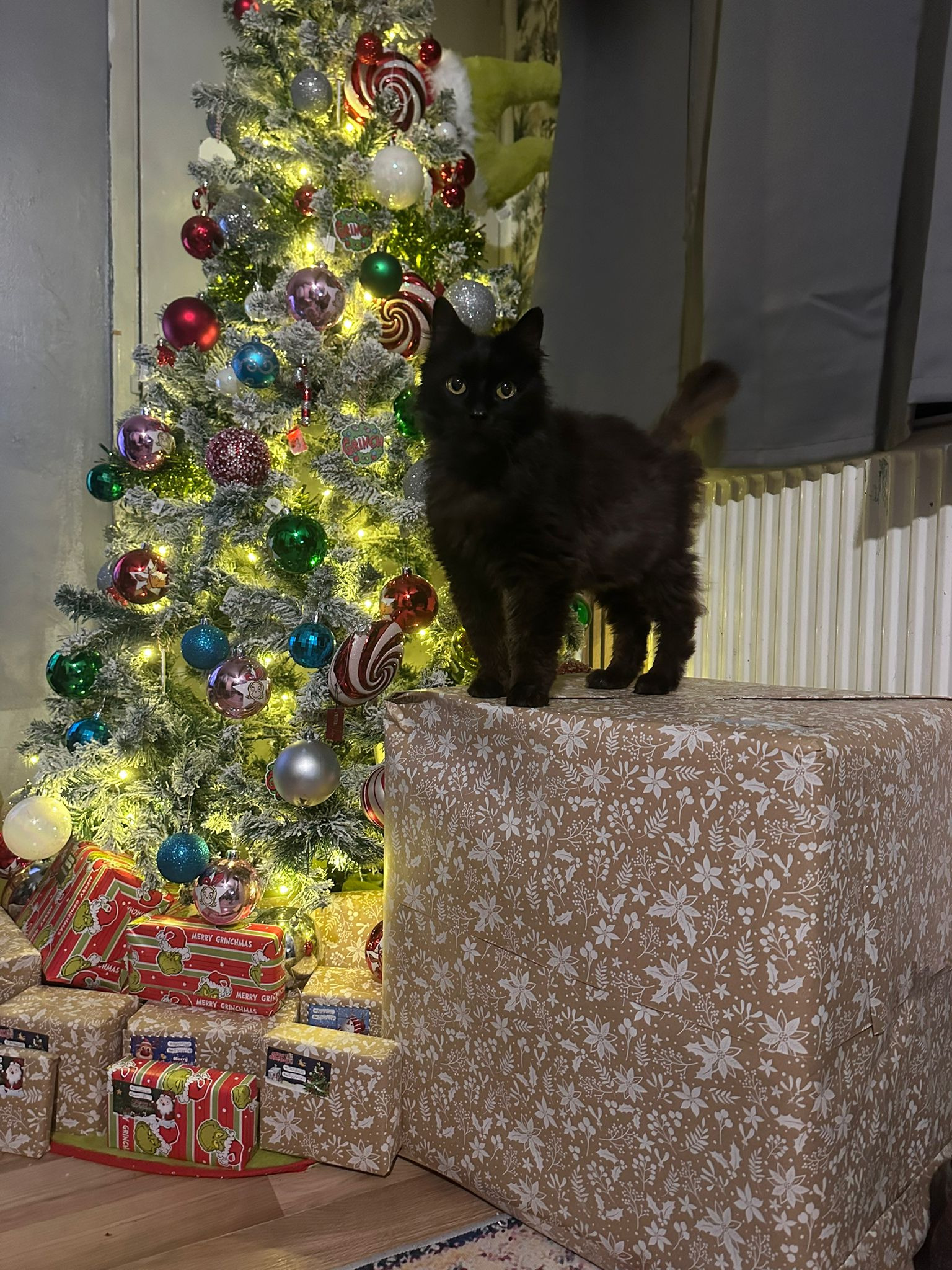 Donate to help us with Mr Binks' medical expenses campaign photo, 5 of 8