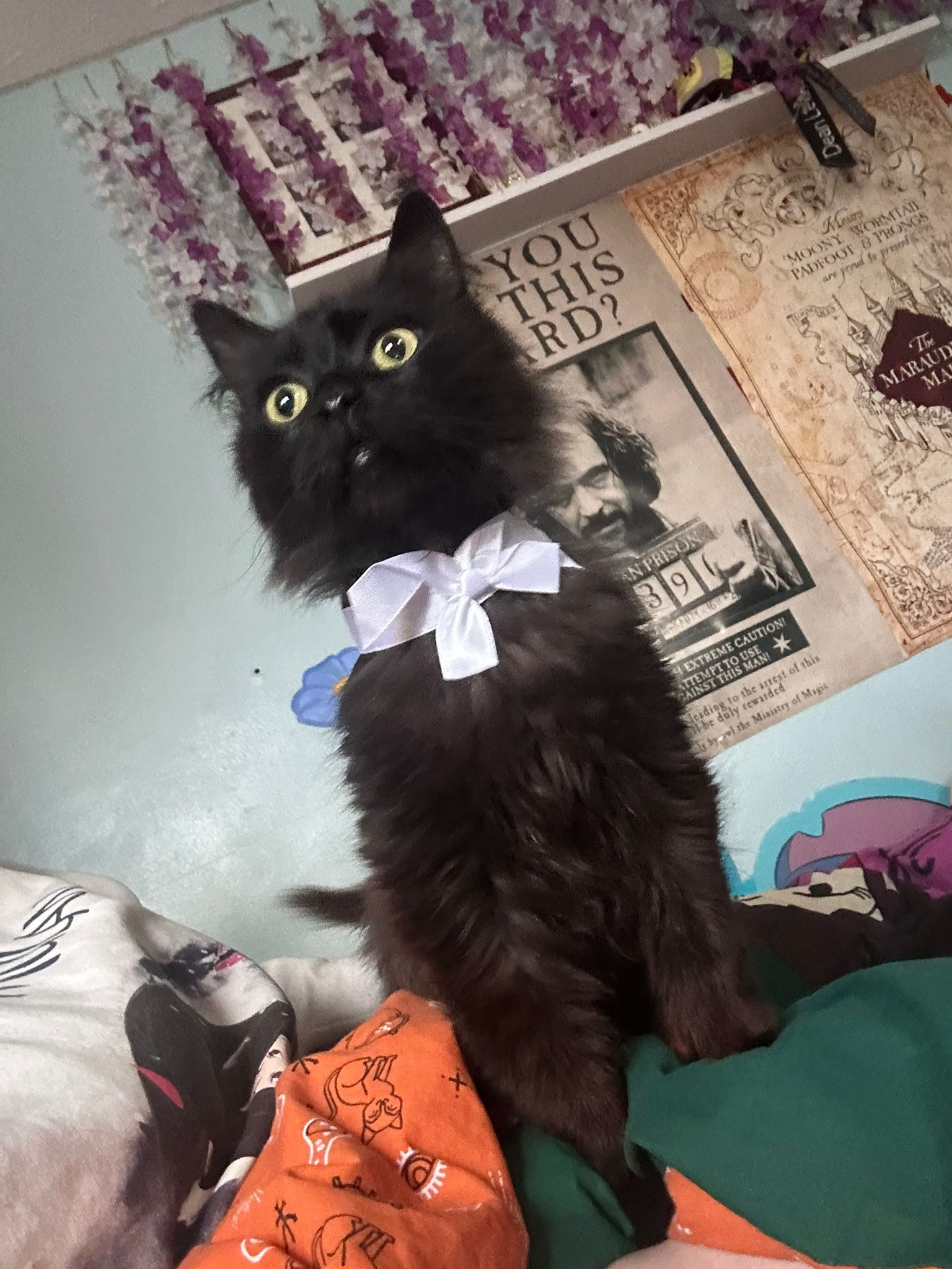 Donate to help us with Mr Binks' medical expenses campaign photo, 6 of 8