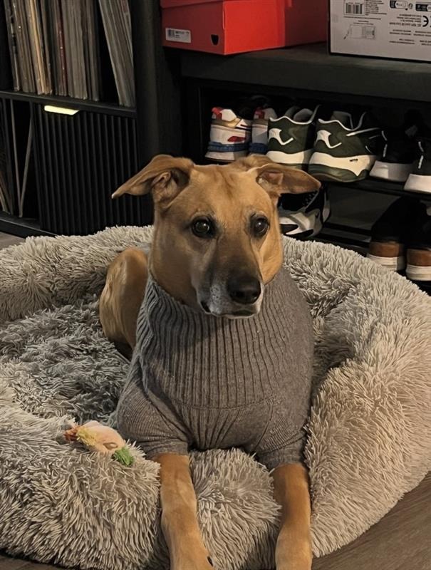 Help Save Josh: Life-Saving Surgery for My Dog campaign photo, 5 of 6