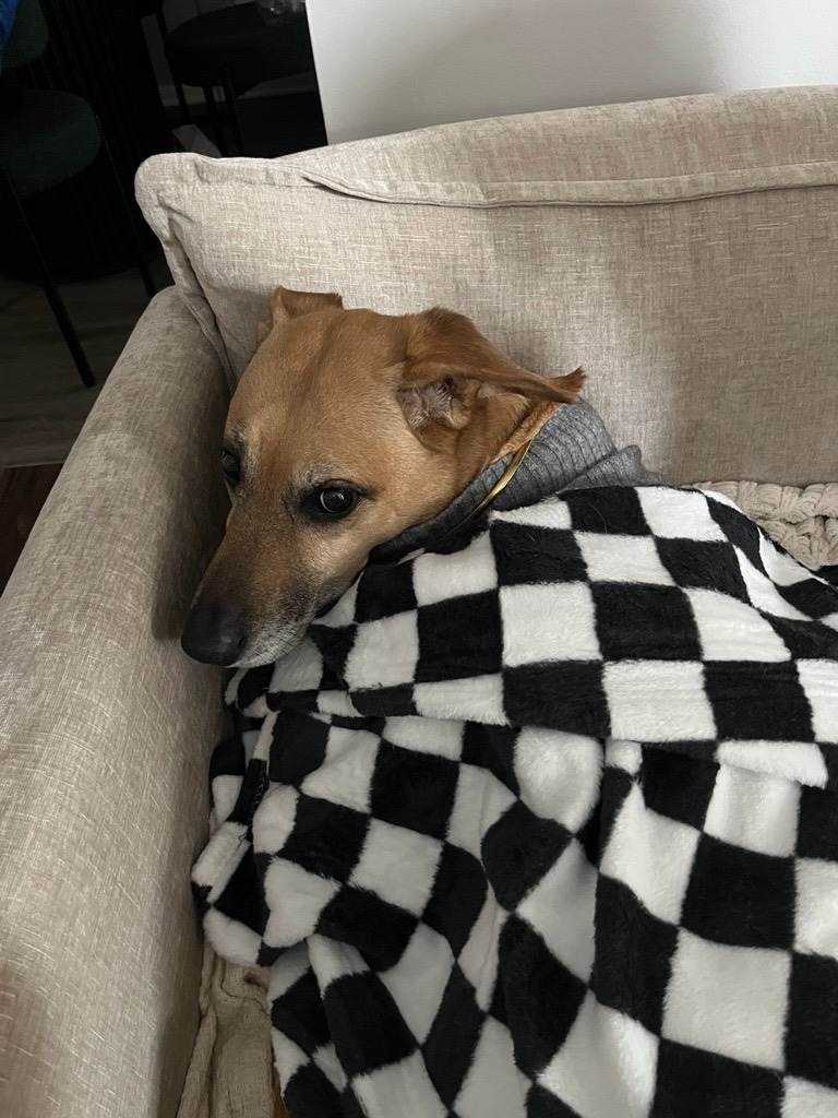 Help Save Josh: Life-Saving Surgery for My Dog campaign photo, 2 of 6