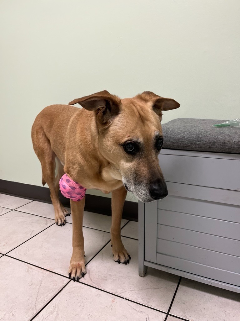 Help Save Josh: Life-Saving Surgery for My Dog campaign photo, 4 of 6