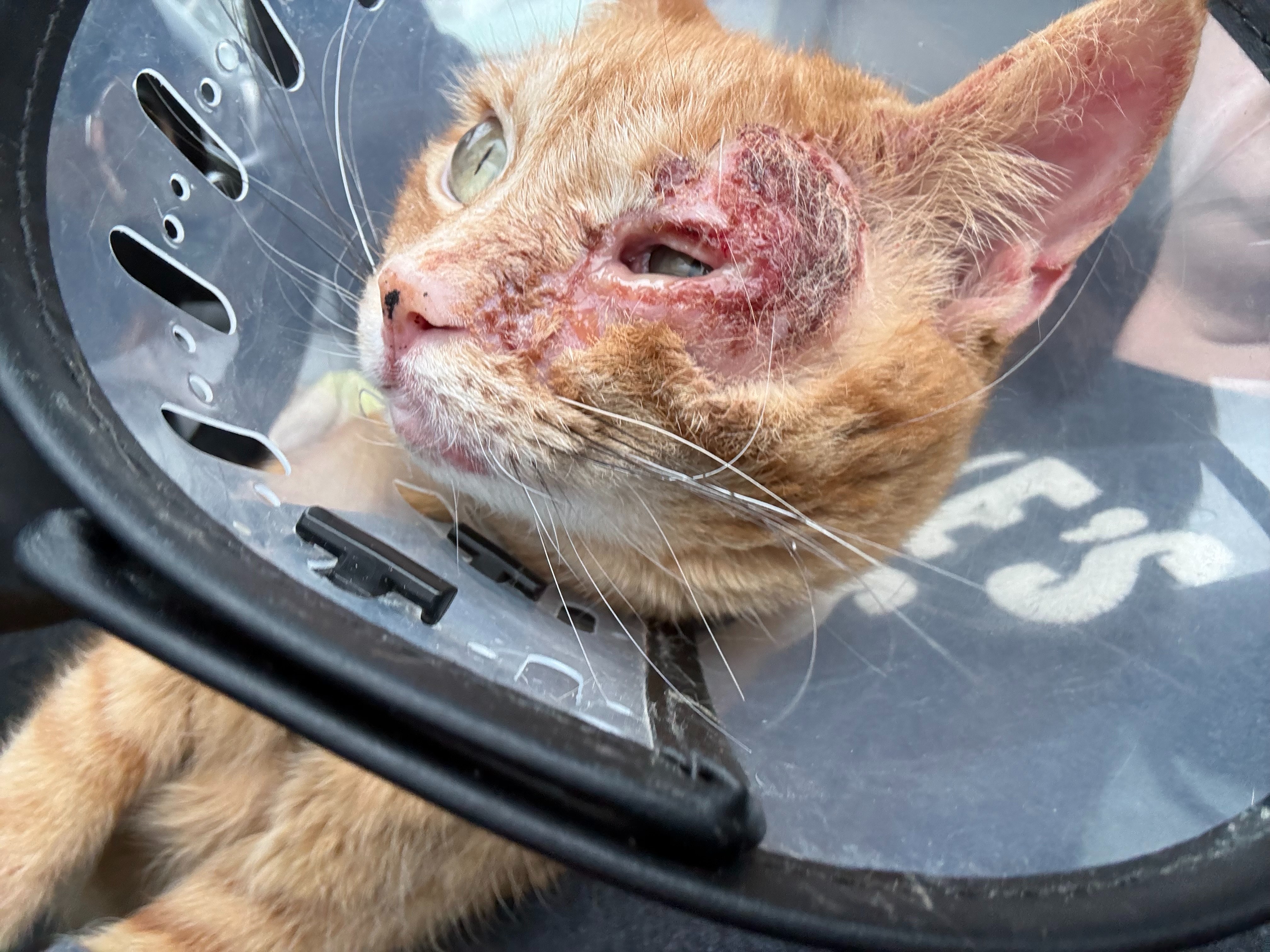 Help Fran & Samwise Fight Kitty Cancer campaign photo, 2 of 7
