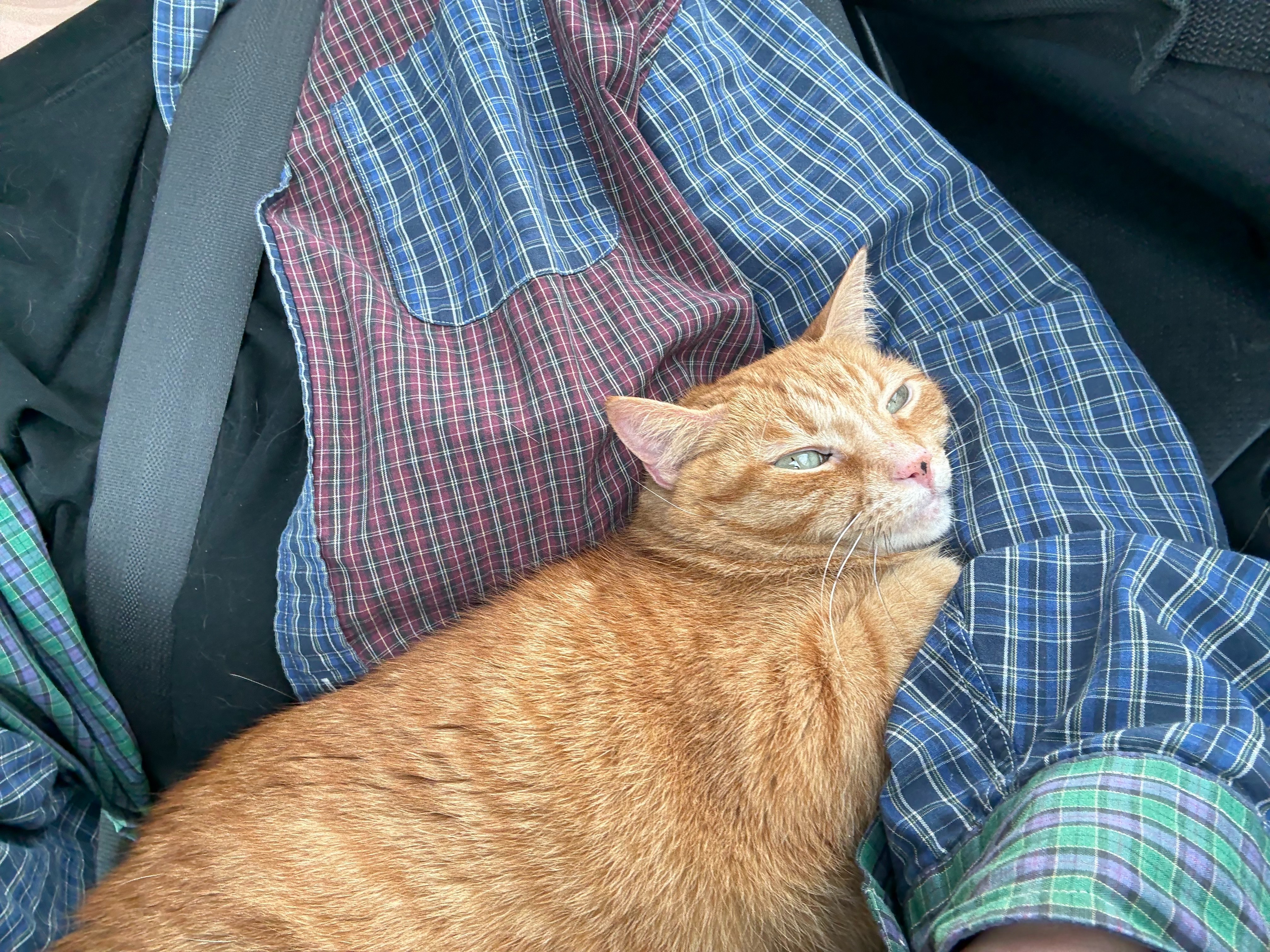 Help Fran & Samwise Fight Kitty Cancer campaign photo, 4 of 7
