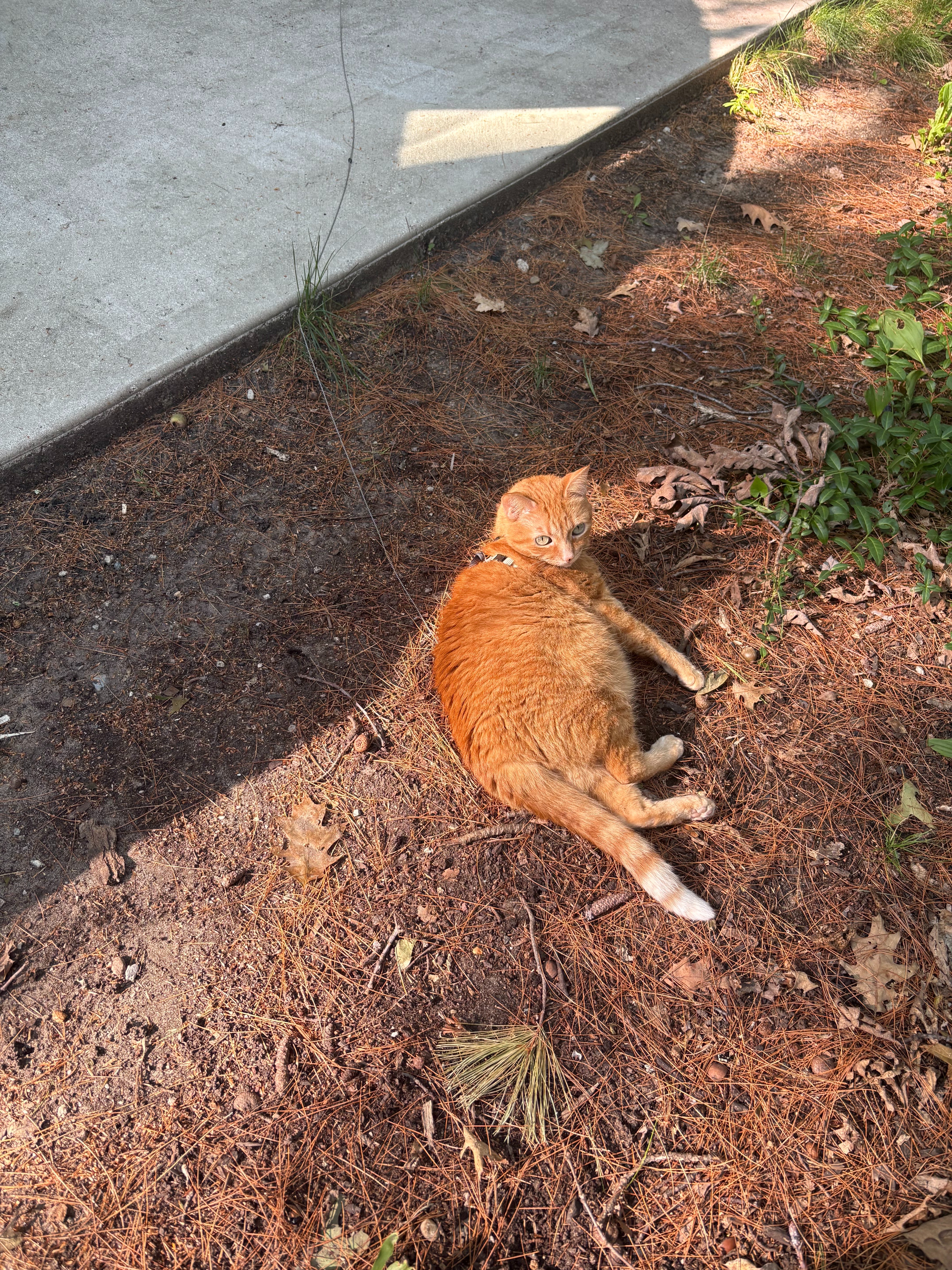 Help Fran & Samwise Fight Kitty Cancer campaign photo, 5 of 7