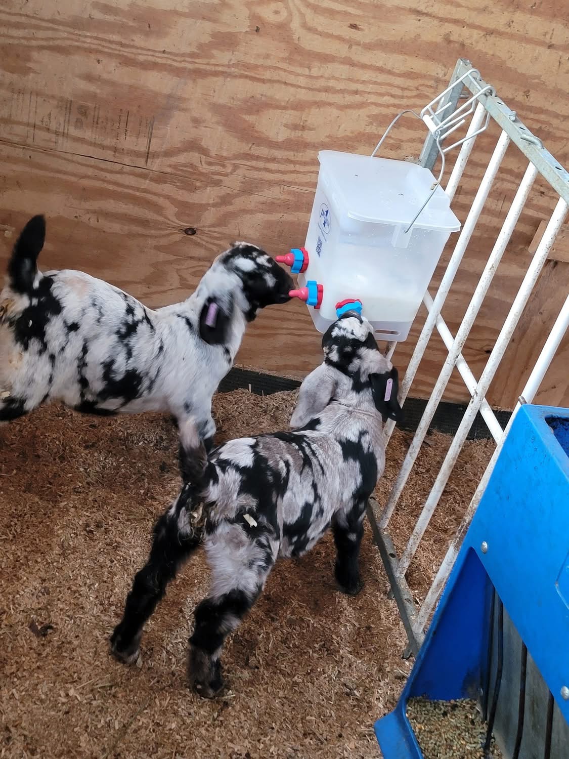 Help Us Start Our Family Goat Farm campaign photo, 6 of 7