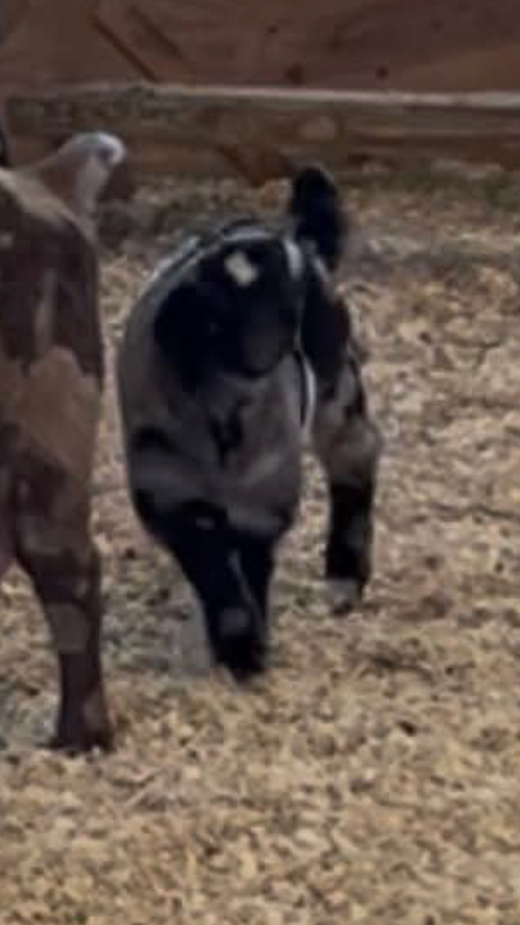 Help Us Start Our Family Goat Farm campaign photo, 2 of 7