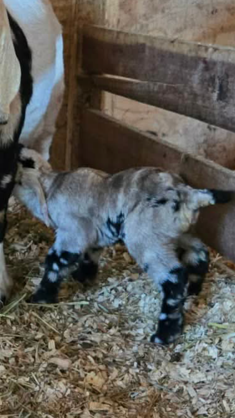 Help Us Start Our Family Goat Farm campaign photo, 4 of 7