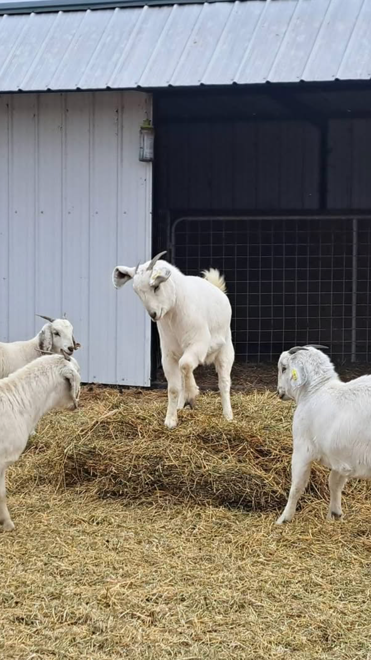Help Us Start Our Family Goat Farm campaign photo, 5 of 7