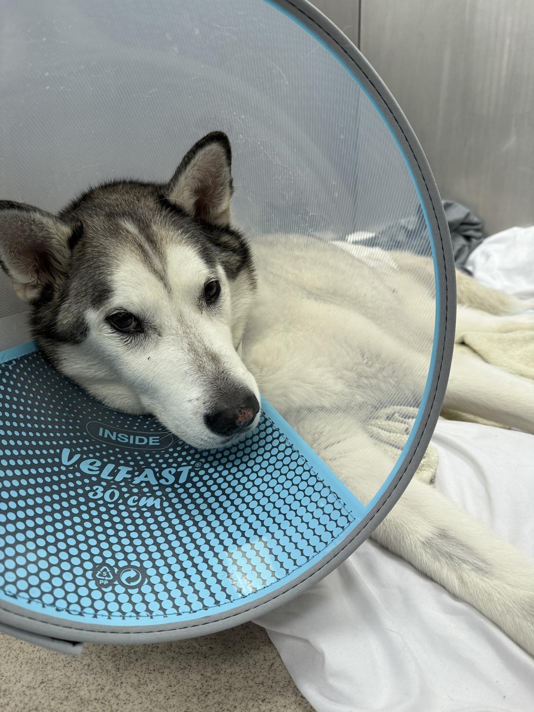 Care for Riker During Critical Hospital Stay campaign photo, 2 of 8