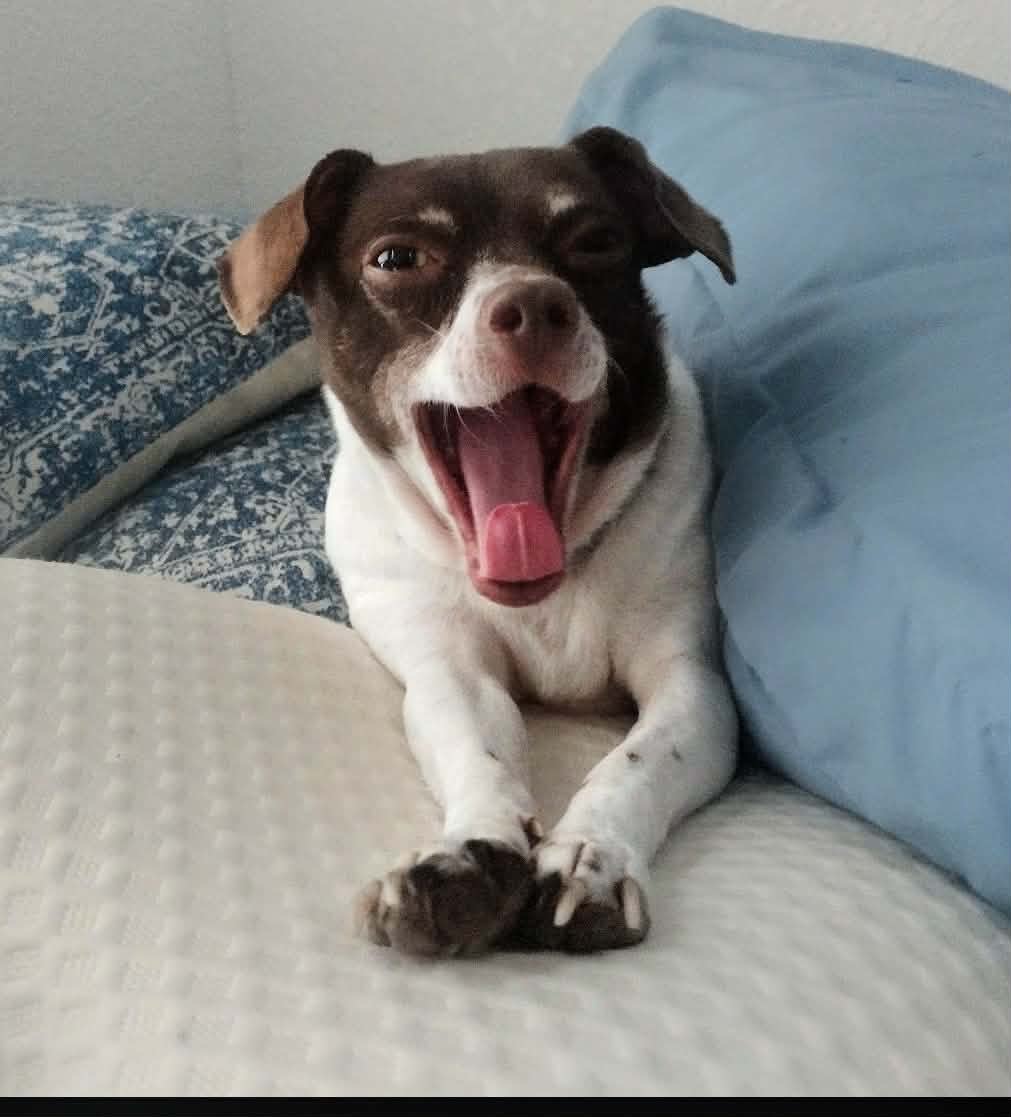 Mowgli‘s vet care campaign photo, 6 of 6