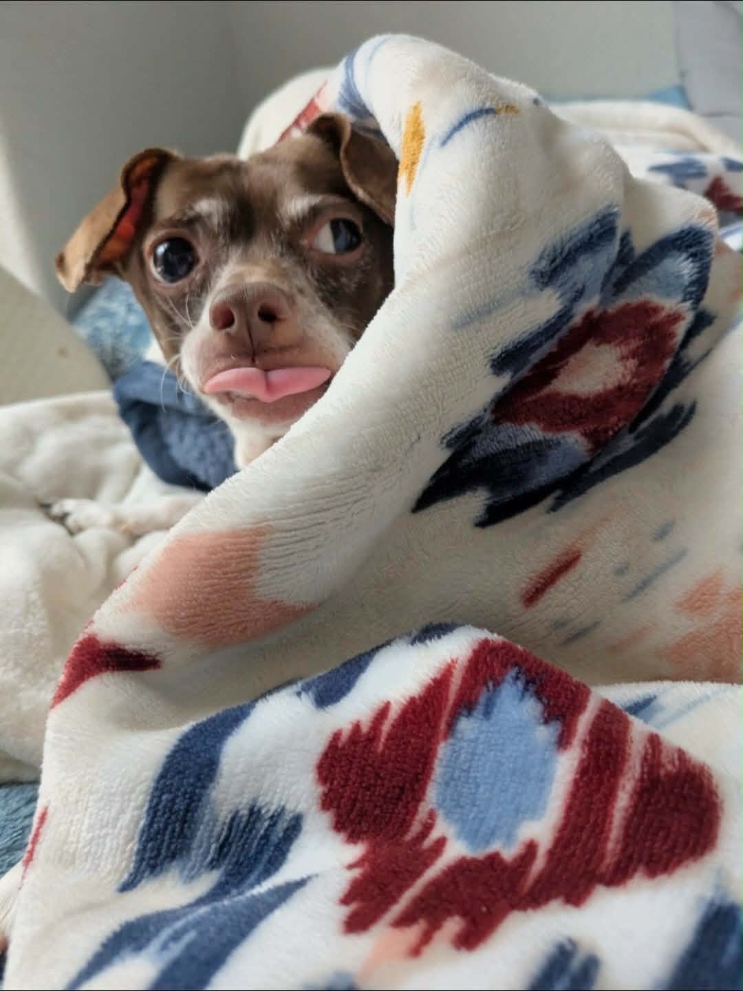 Mowgli‘s vet care campaign photo, 2 of 6