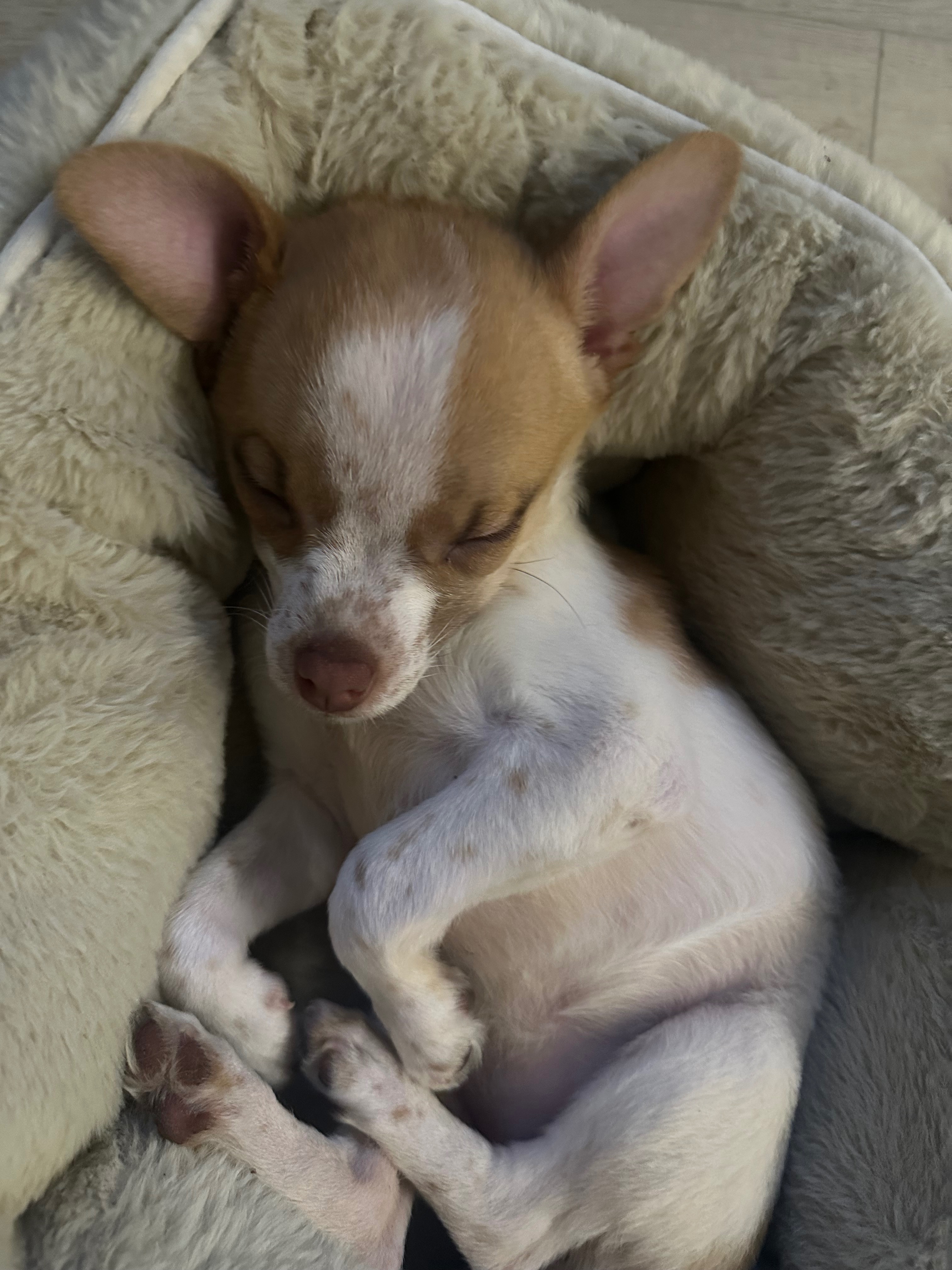 Help Save Hoppy’s Life- Fighting Hydrocephalus campaign photo, 5 of 5
