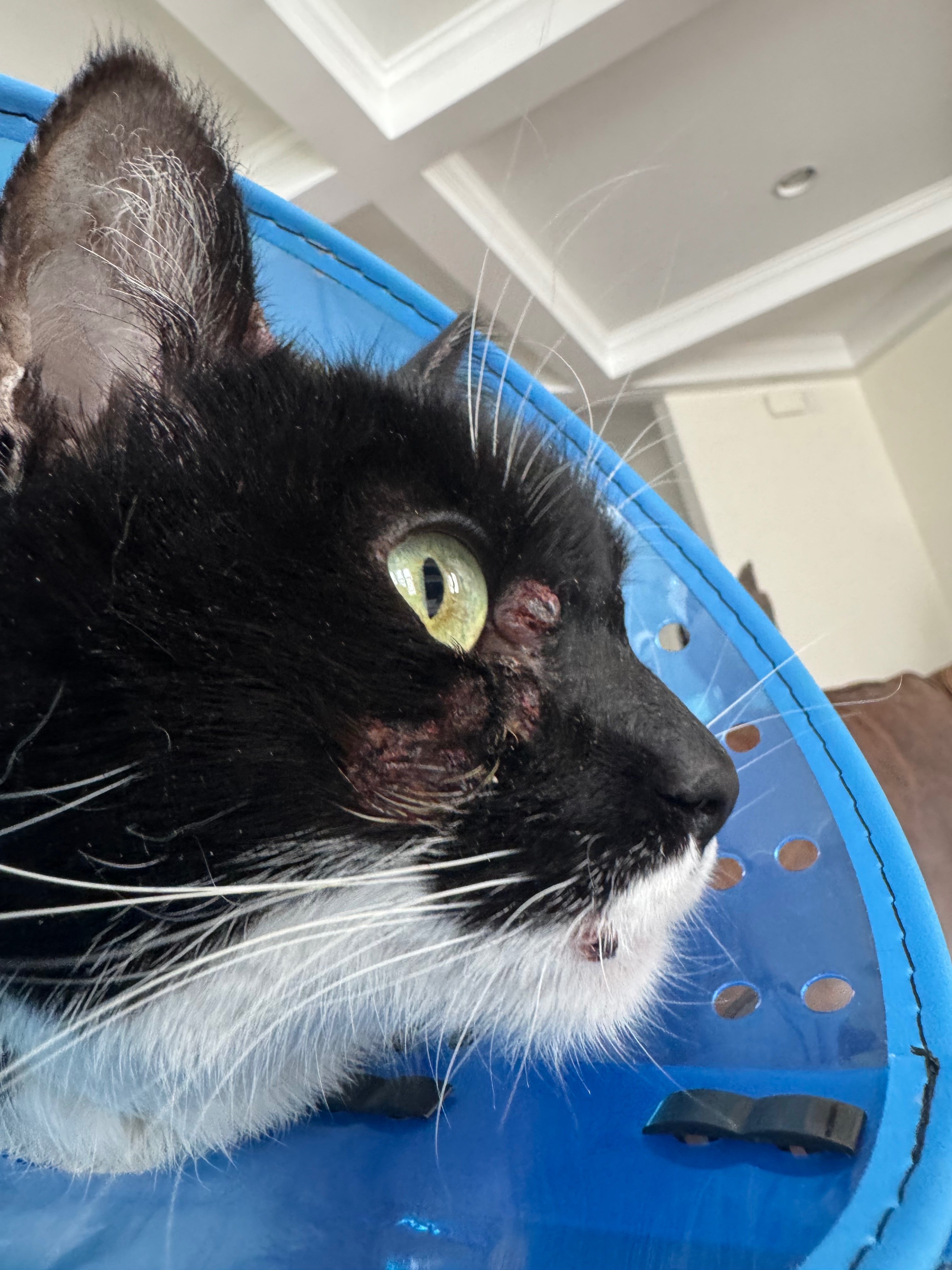 Help Vulcan (Mr. Man) Fight Rare Skin Cancer campaign photo, 2 of 8