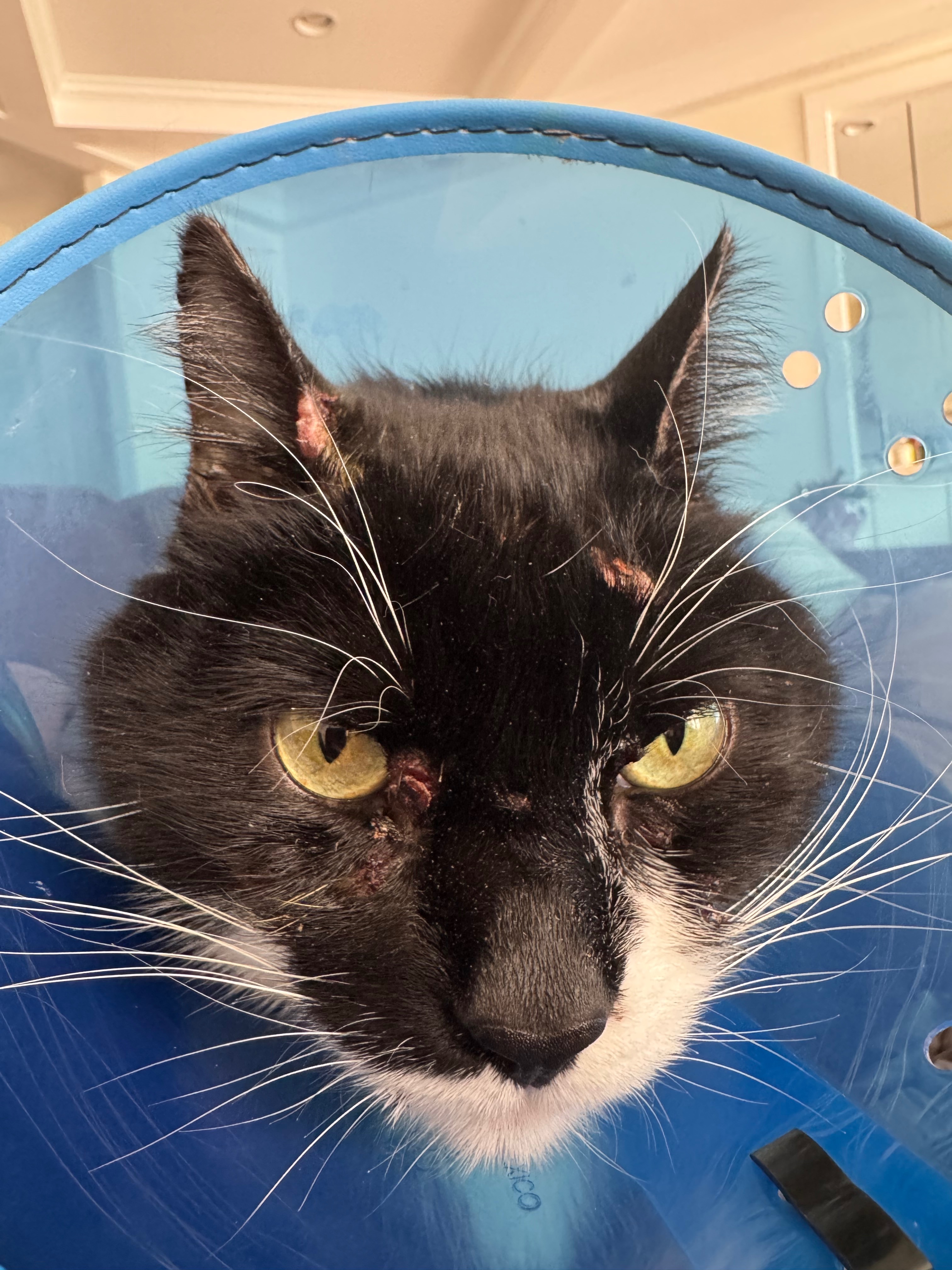 Help Vulcan (Mr. Man) Fight Rare Skin Cancer campaign photo, 4 of 8