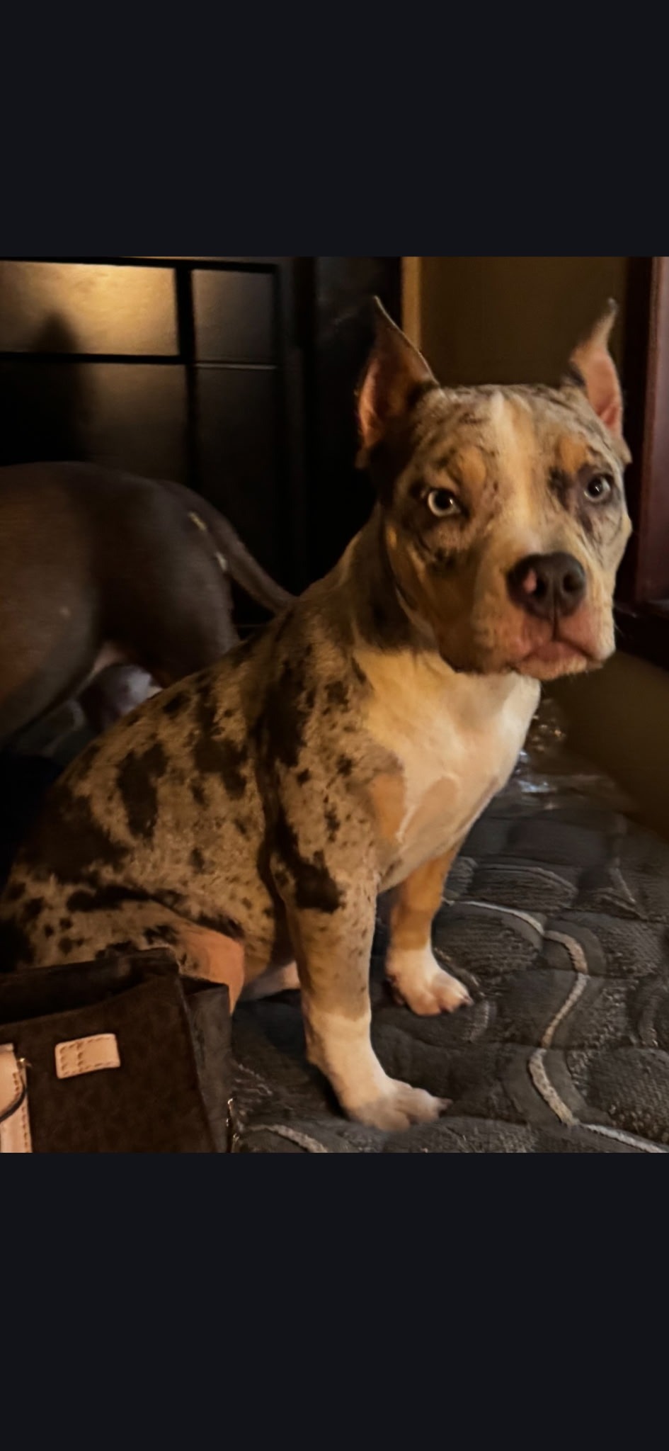 Help Xena Walk Again After Tragic Accident campaign photo, 7 of 8