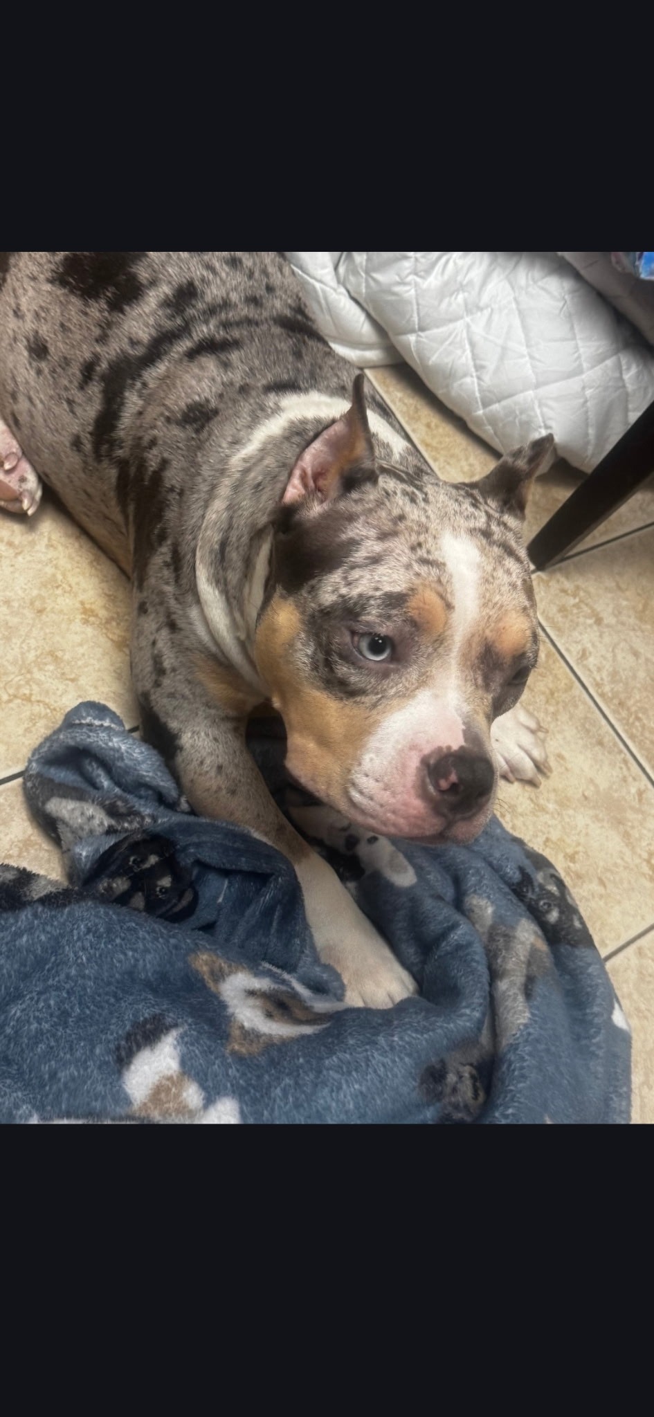 Help Xena Walk Again After Tragic Accident campaign photo, 2 of 8