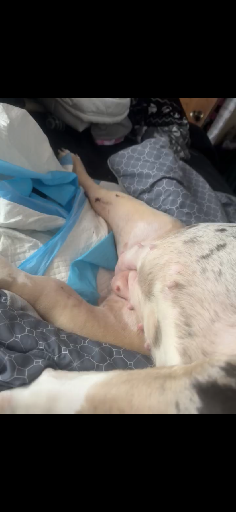 Help Xena Walk Again After Tragic Accident campaign photo, 5 of 8