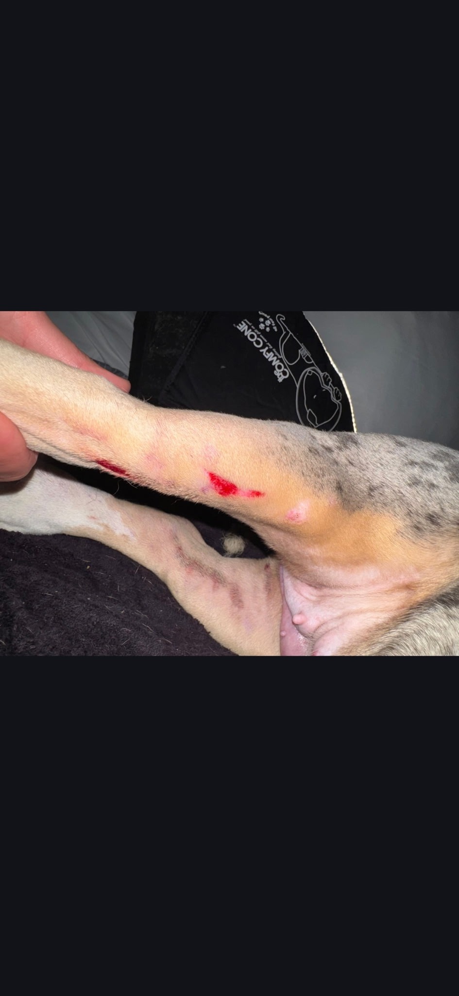 Help Xena Walk Again After Tragic Accident campaign photo, 6 of 8