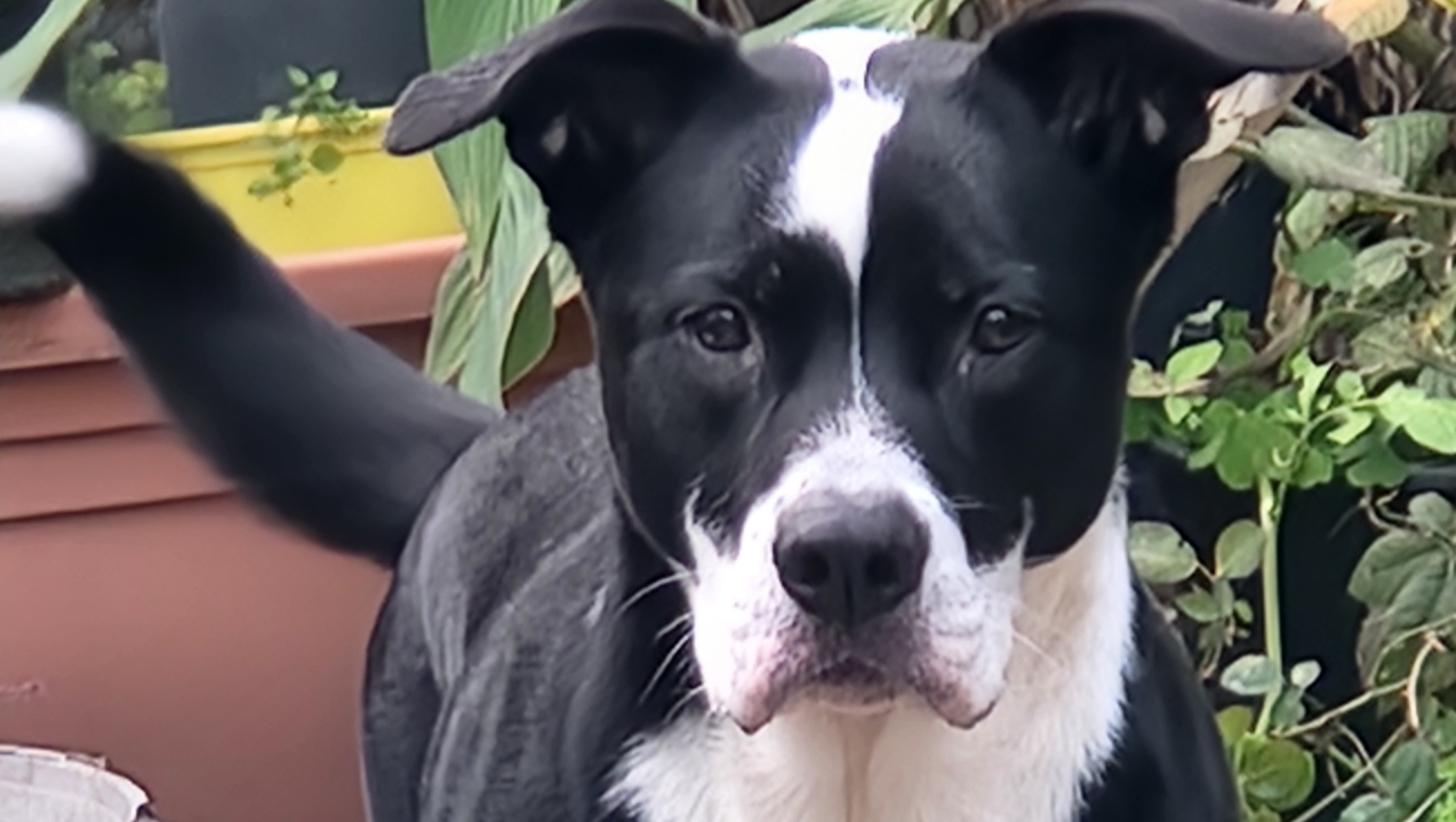 Support My Dog’s Surgery for a Pain-Free Life