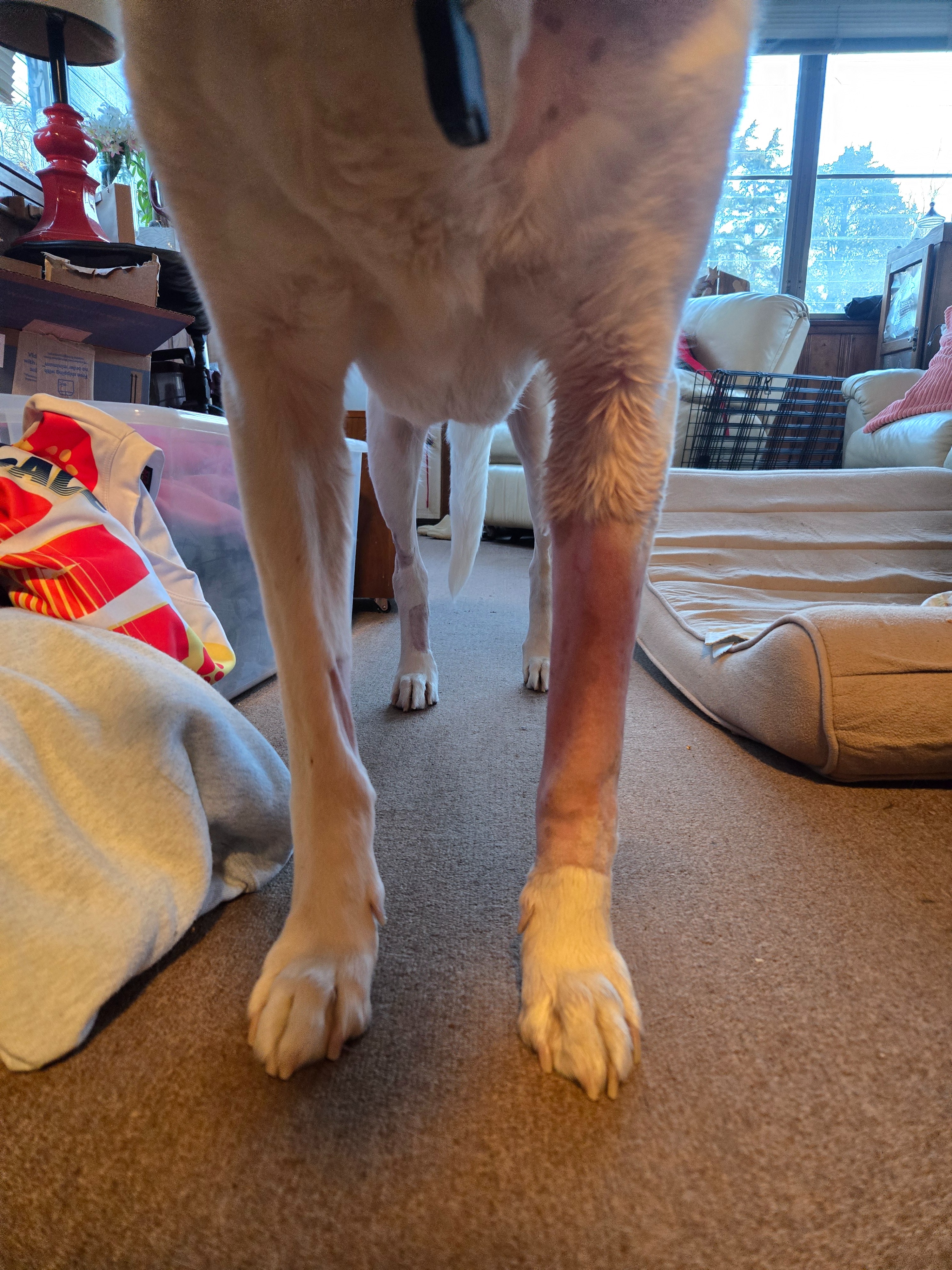Support Bodie's Chemo and Recovery Journey campaign photo, 7 of 8