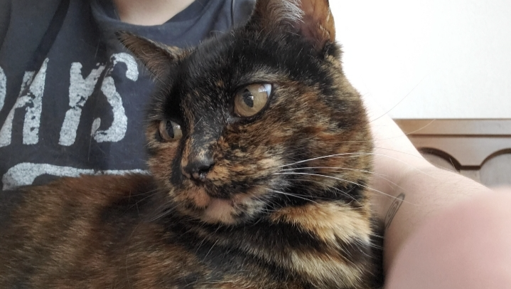 Urgent Help for Vixen's Medical Expenses photo