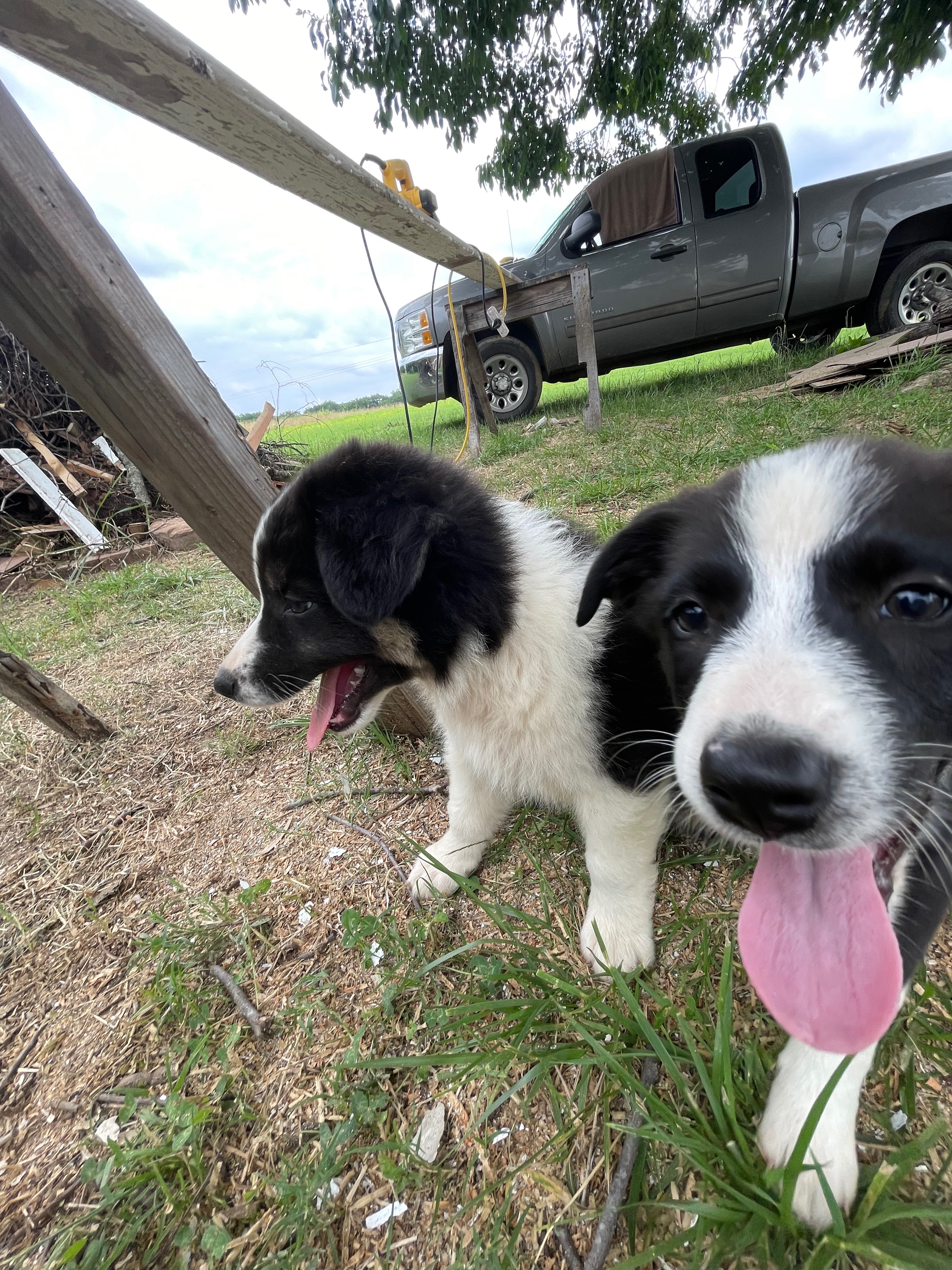 Oklahoma Rescue Fundraiser by Stephen Oberste : Help Build a Safe Haven for Abandoned ...