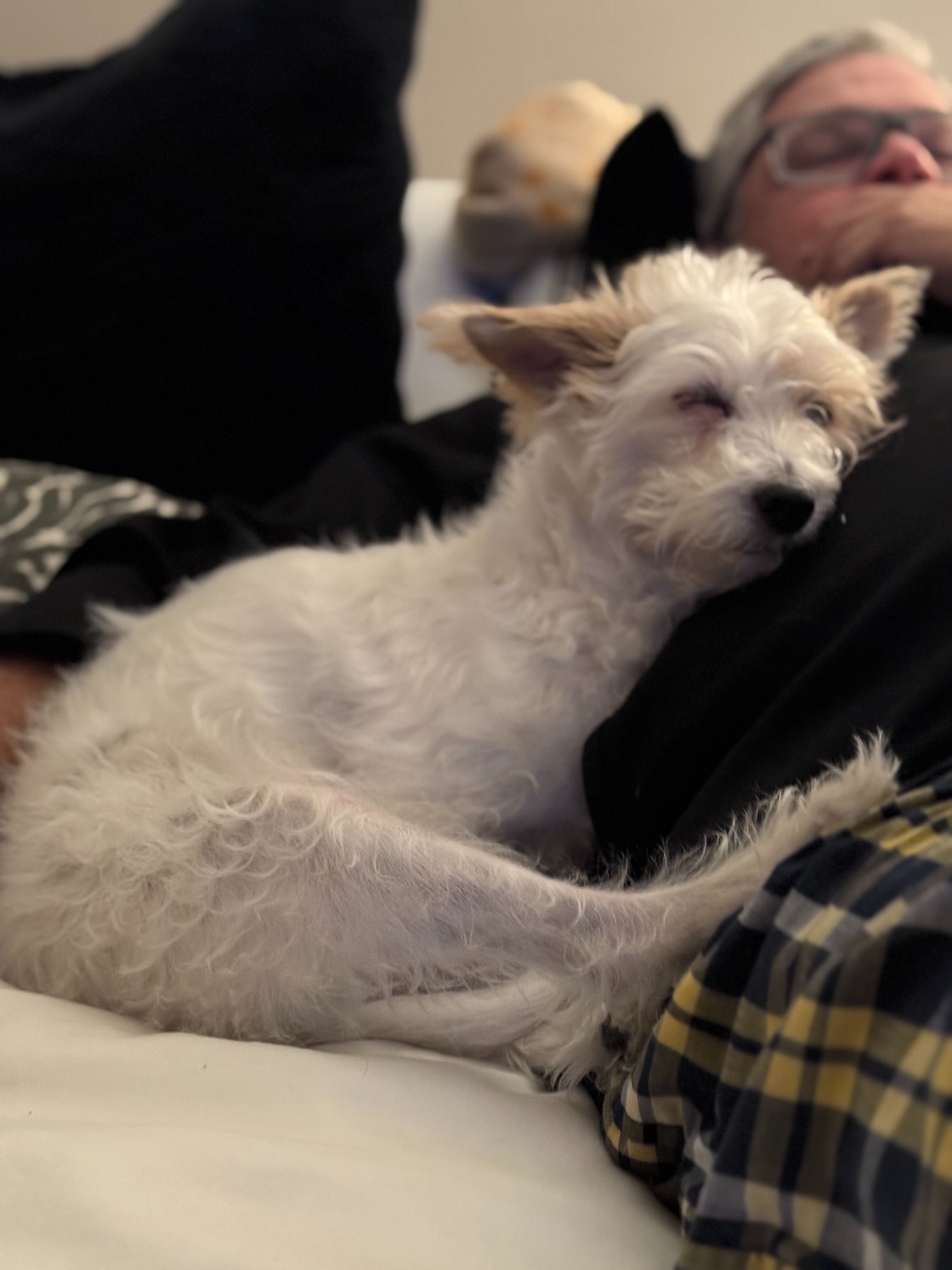 Help Coco Bean Get Urgent Dental Care campaign photo, 2 of 8
