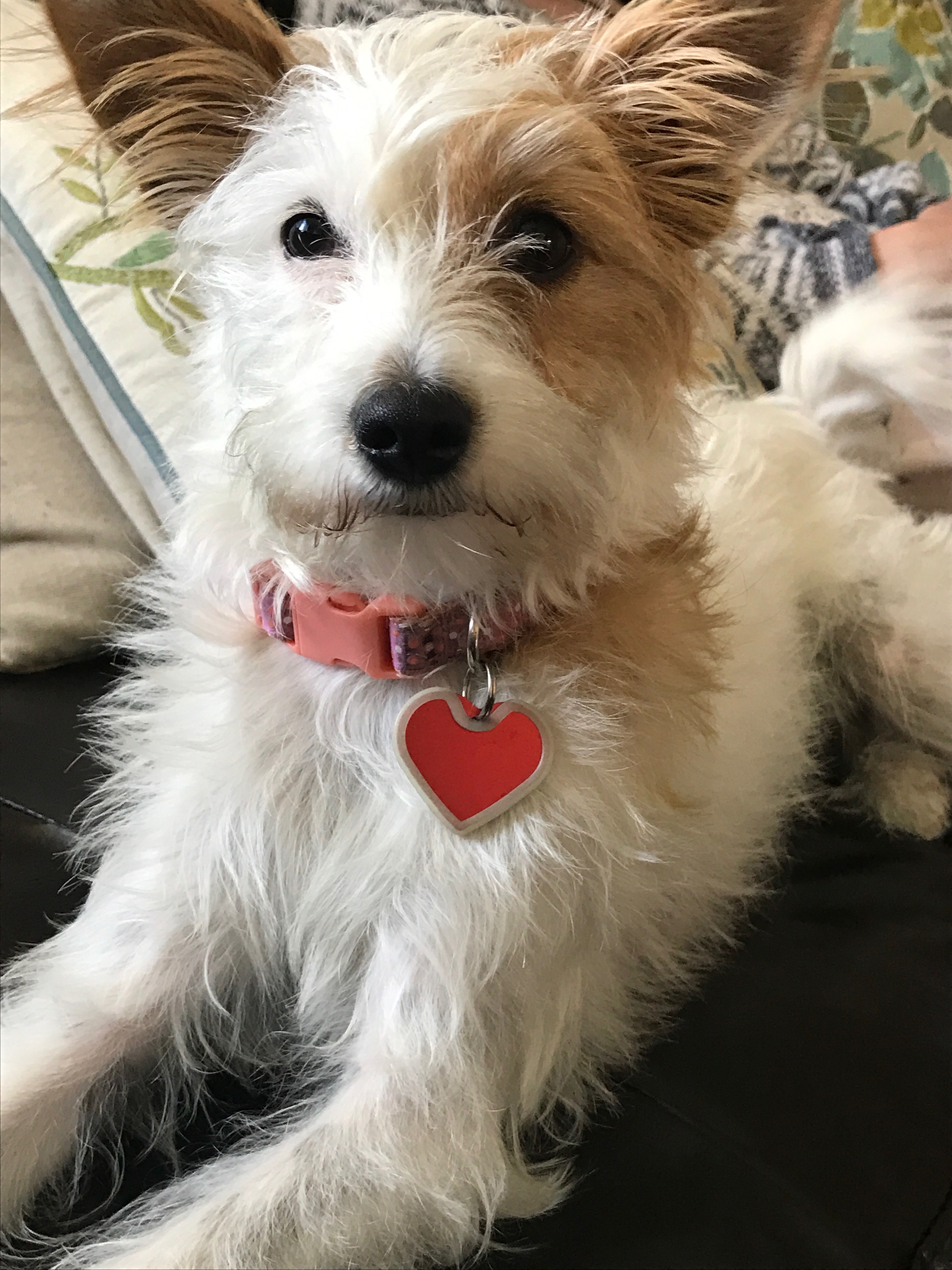 Help Coco Bean Get Urgent Dental Care campaign photo, 4 of 8