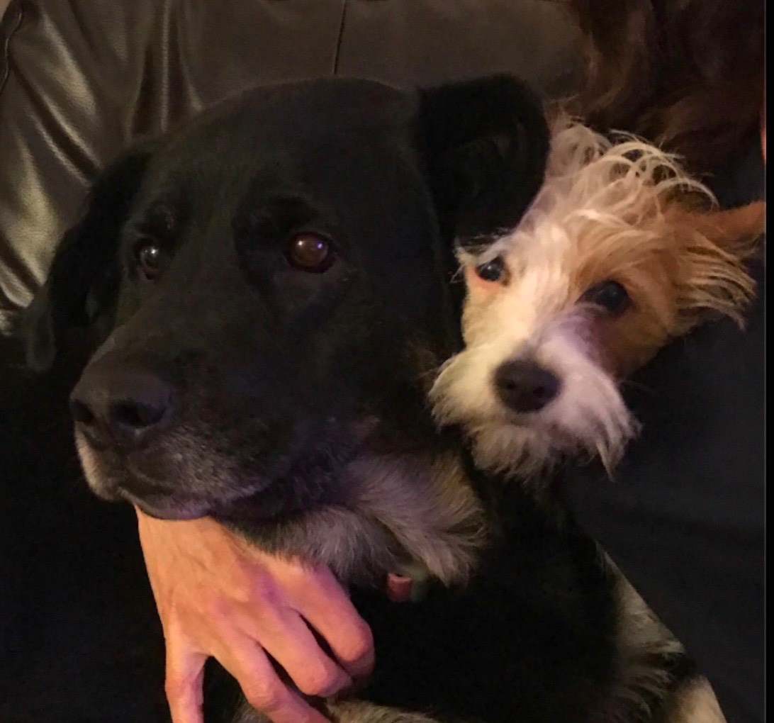 Help Coco Bean Get Urgent Dental Care campaign photo, 5 of 8