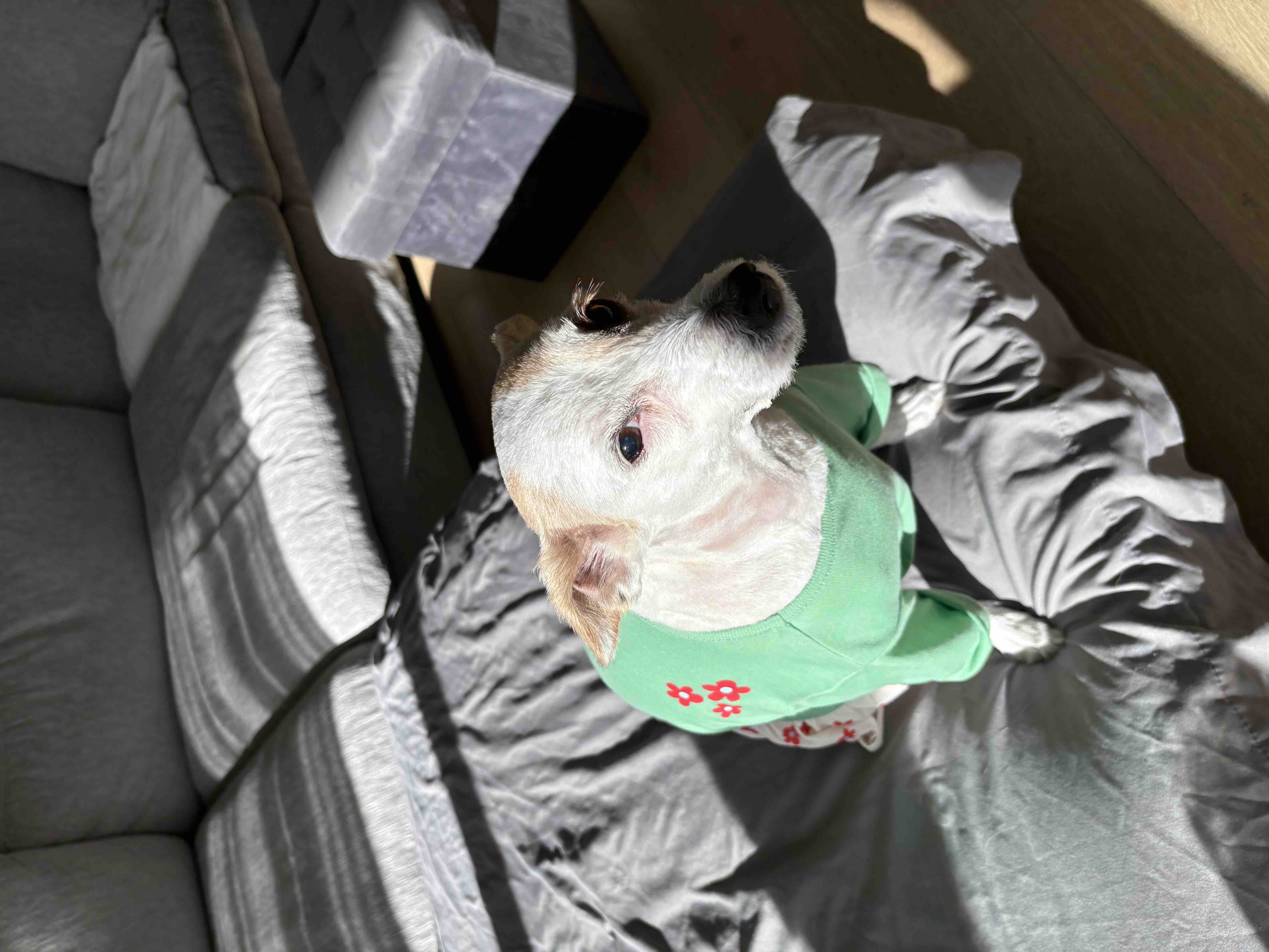 Help Coco Bean Get Urgent Dental Care campaign photo, 6 of 8