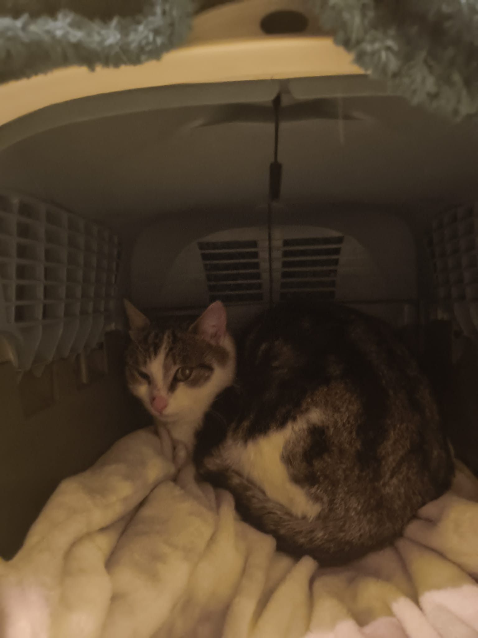 Community Cat Care campaign photo, 5 of 6