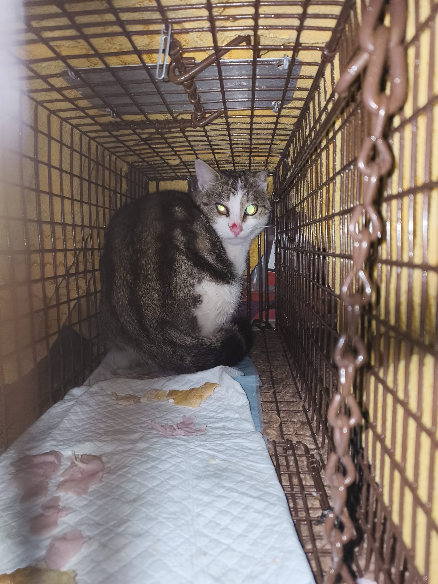 Community Cat Care campaign photo, 2 of 6