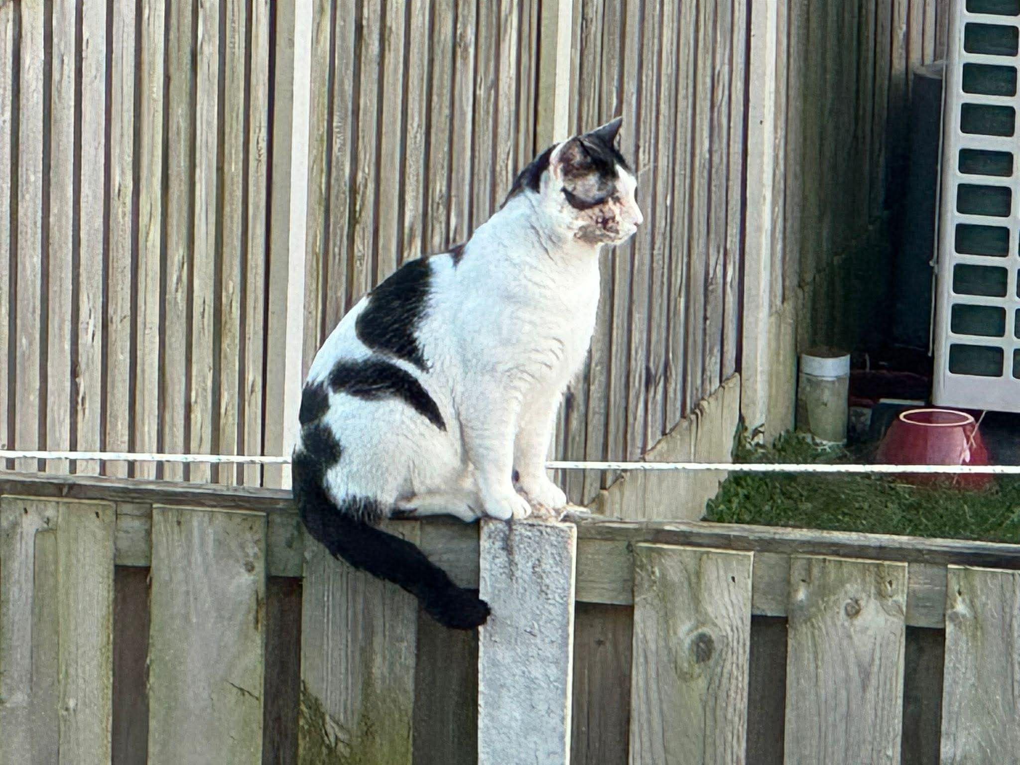 Community Cat Care campaign photo, 4 of 6