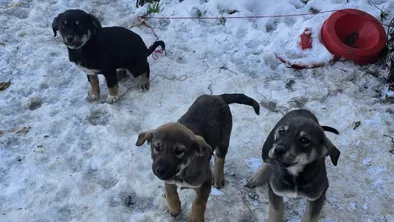 Warm Shelter for Dogs in Freezing Weather photo