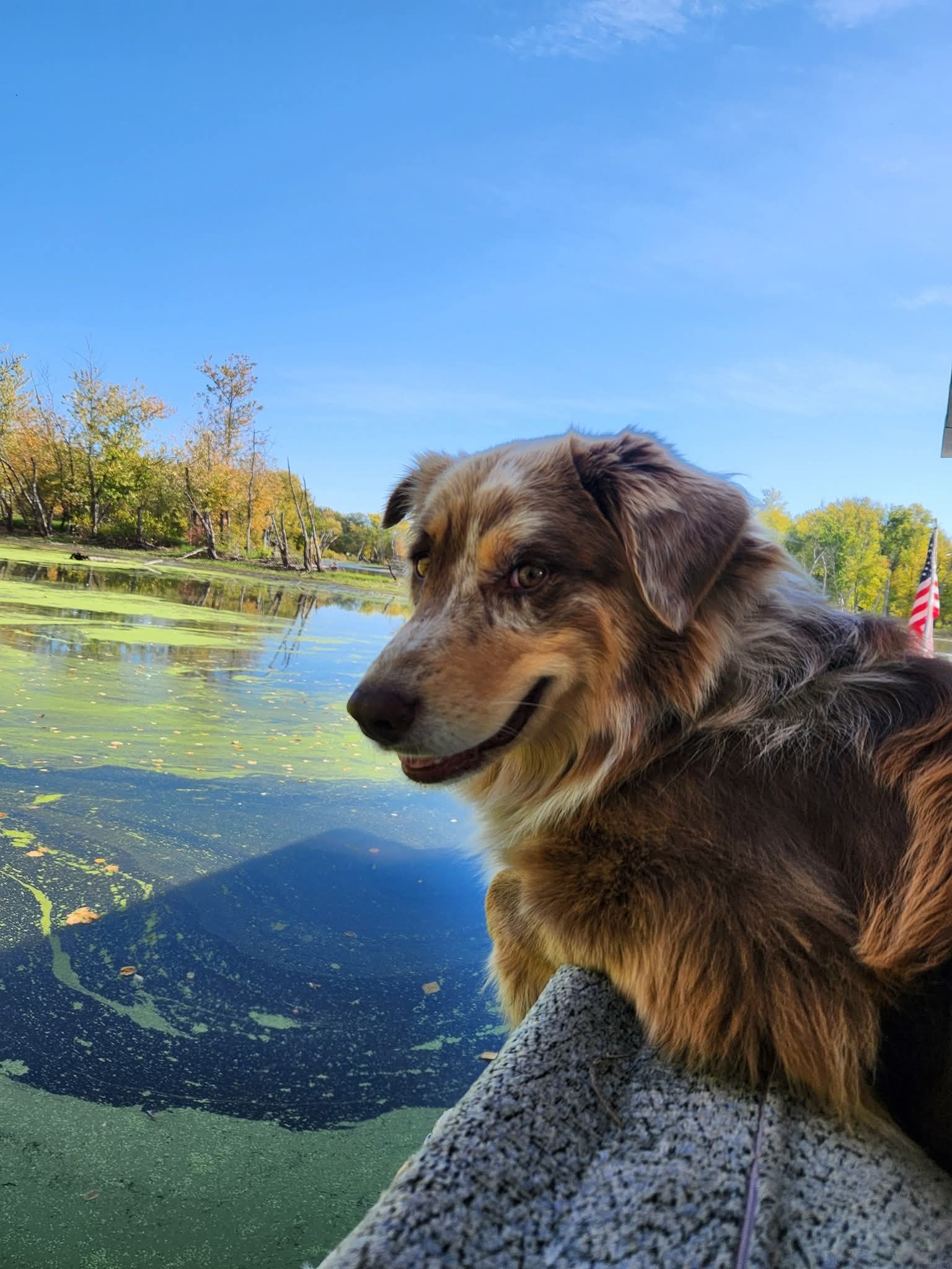 Help a Vet and His Dogs Survive on the River campaign photo, 4 of 6